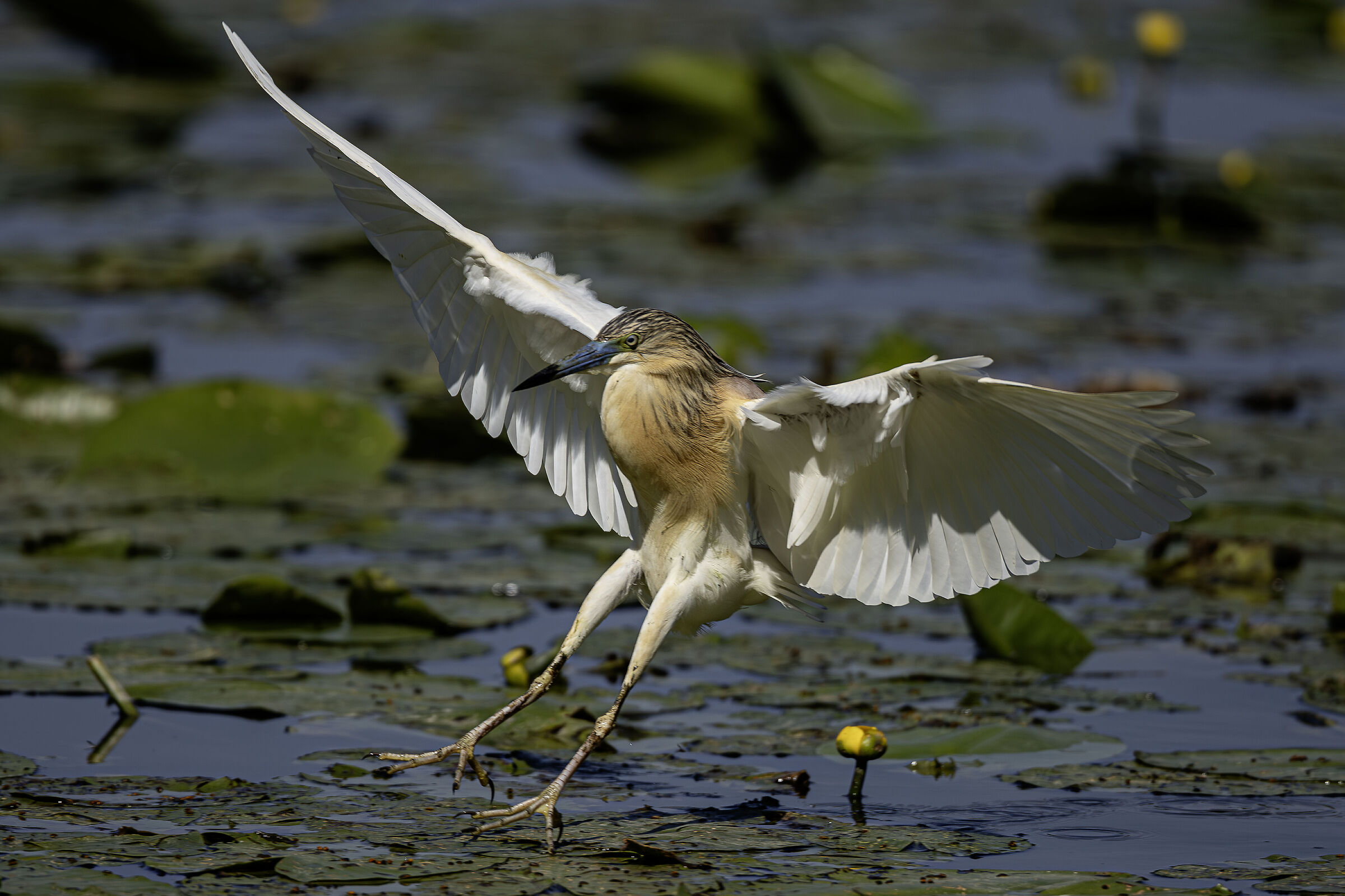 Landing