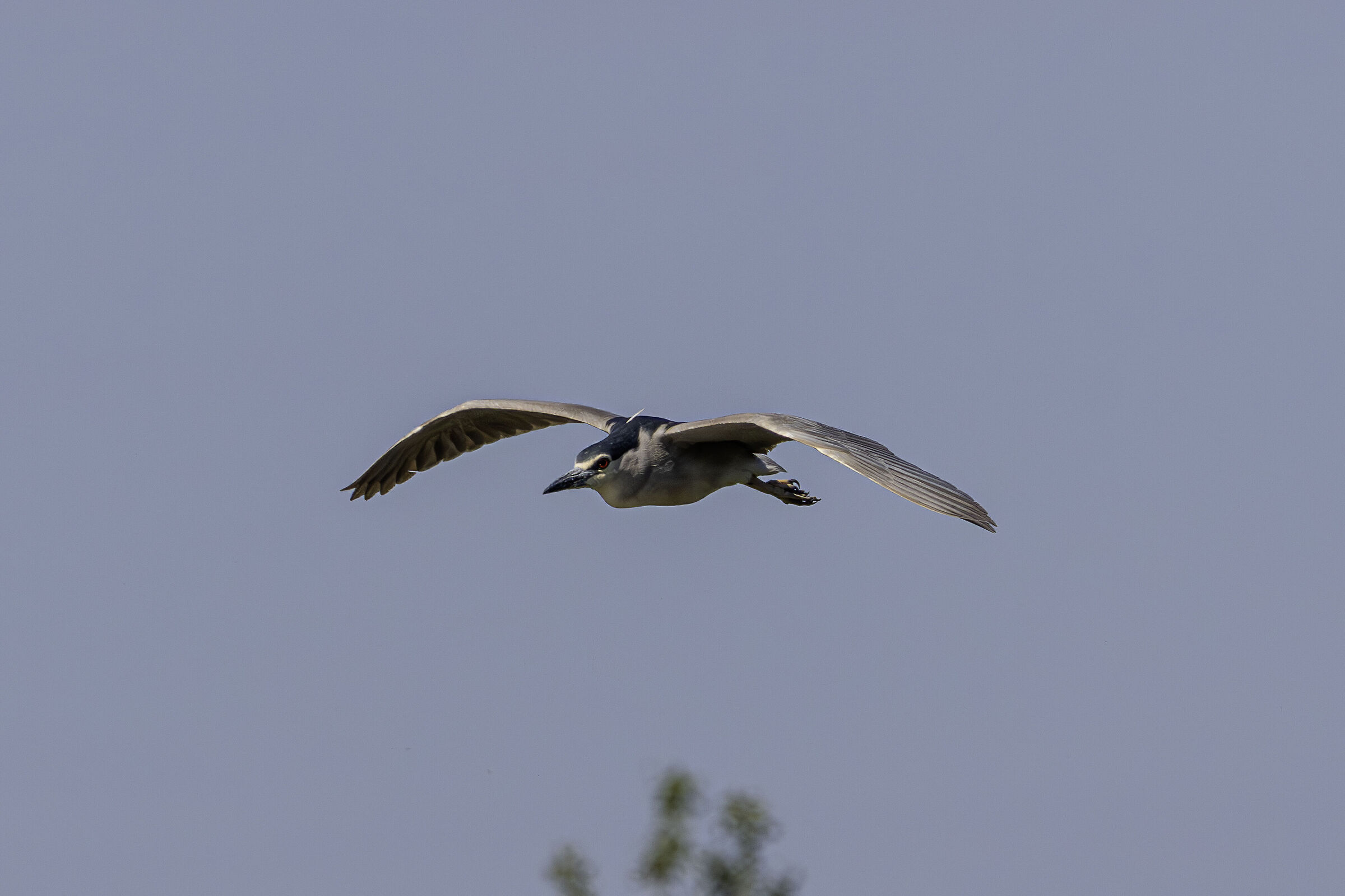 Nitticora in volo