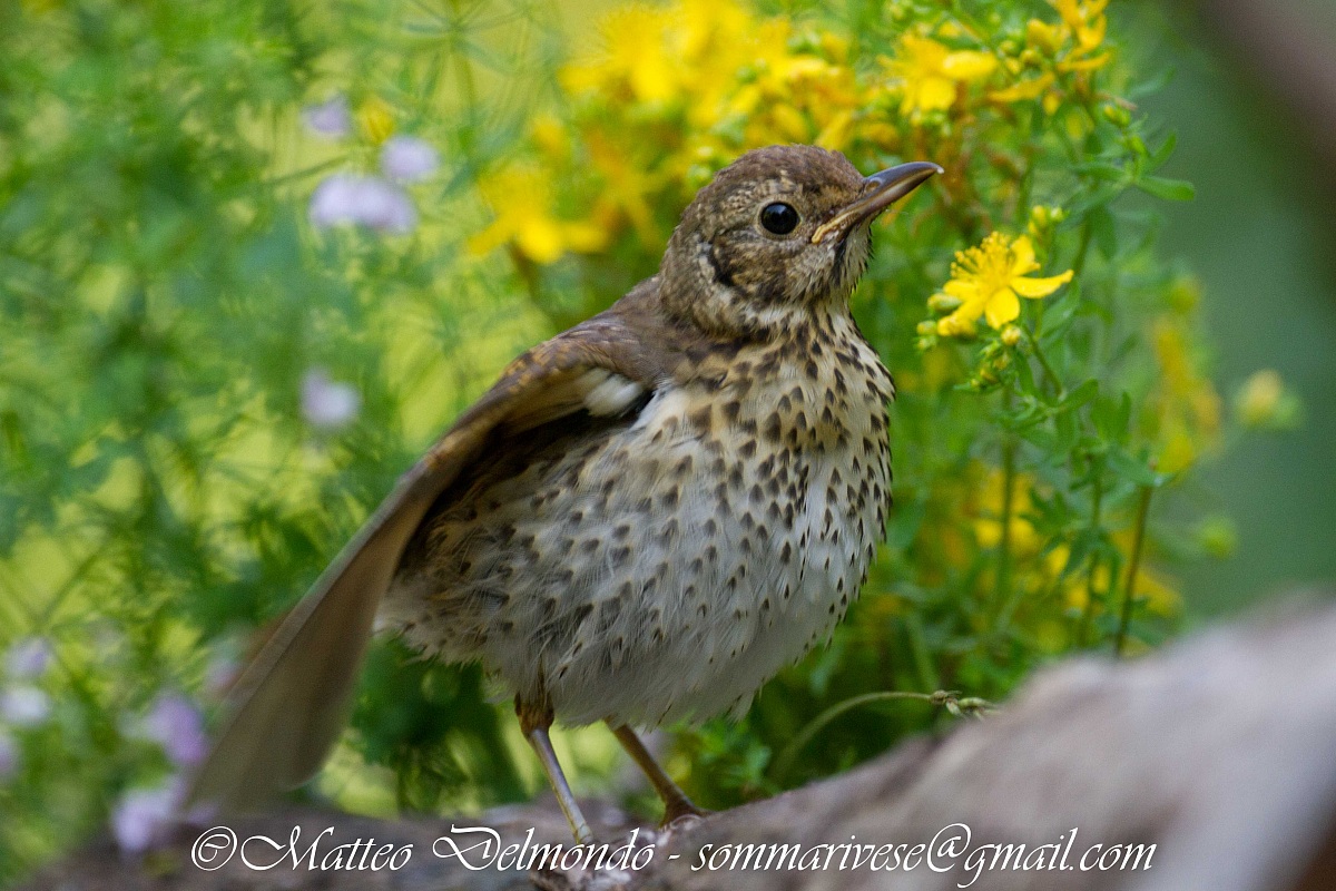 Thrush