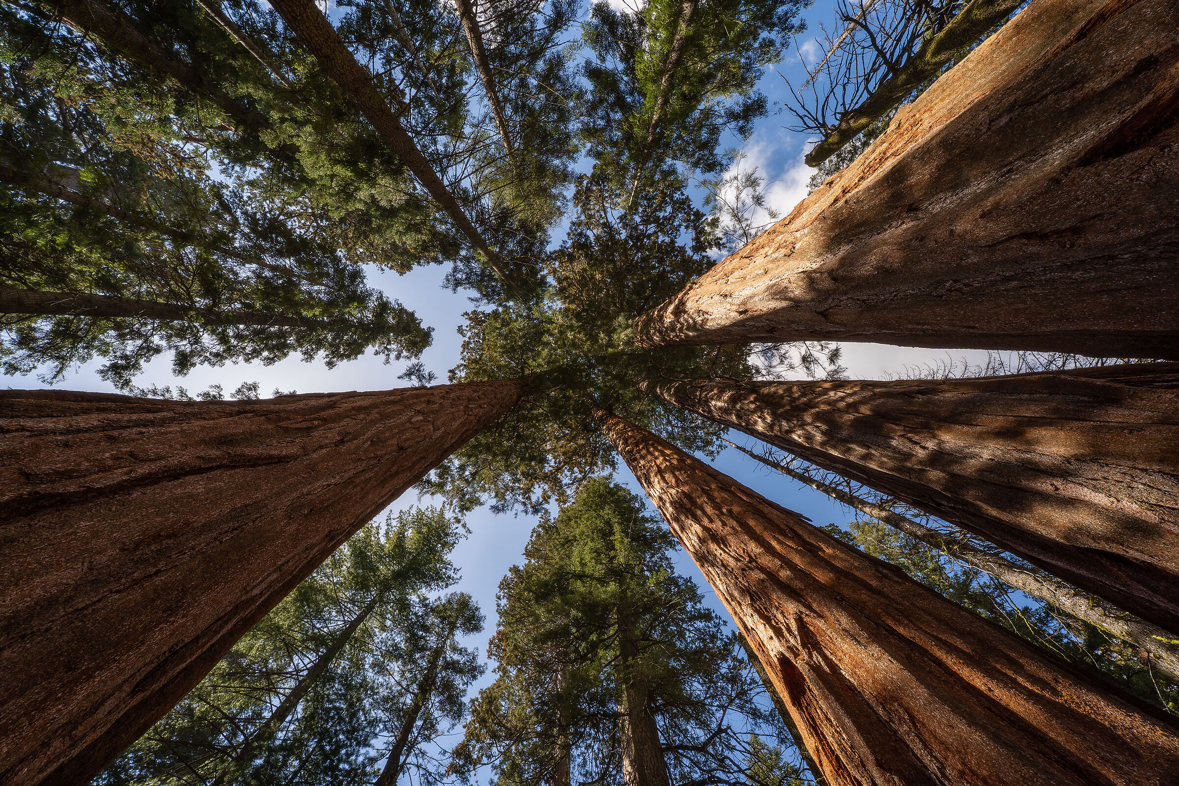 Breath among millennials. Sequoia Nat. Park