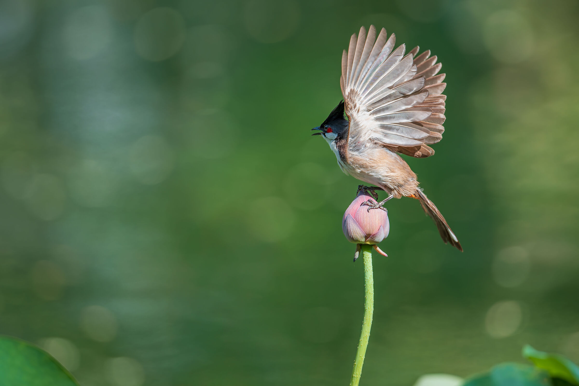 The flight of the red-whiskered bulbul