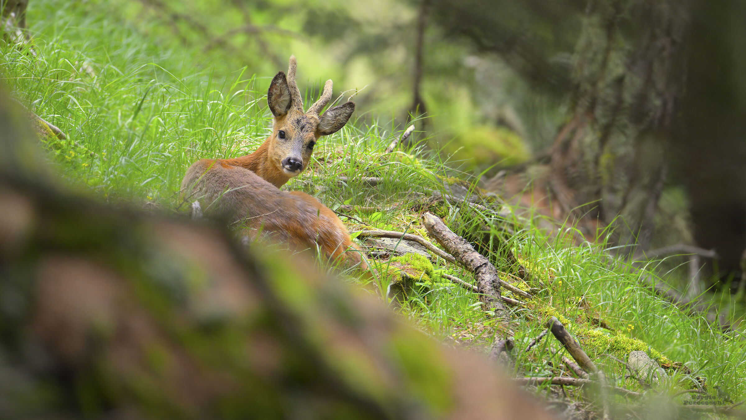 Roe deer