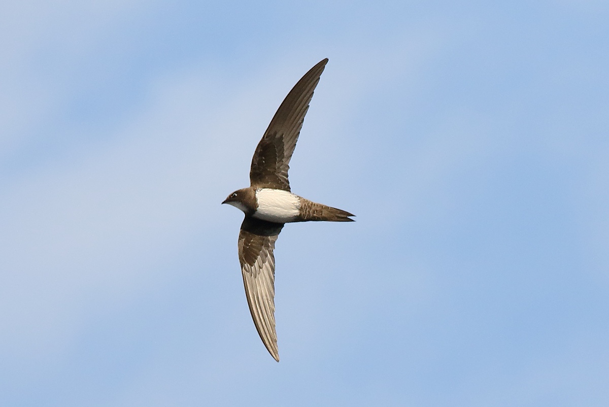 Alpine swift