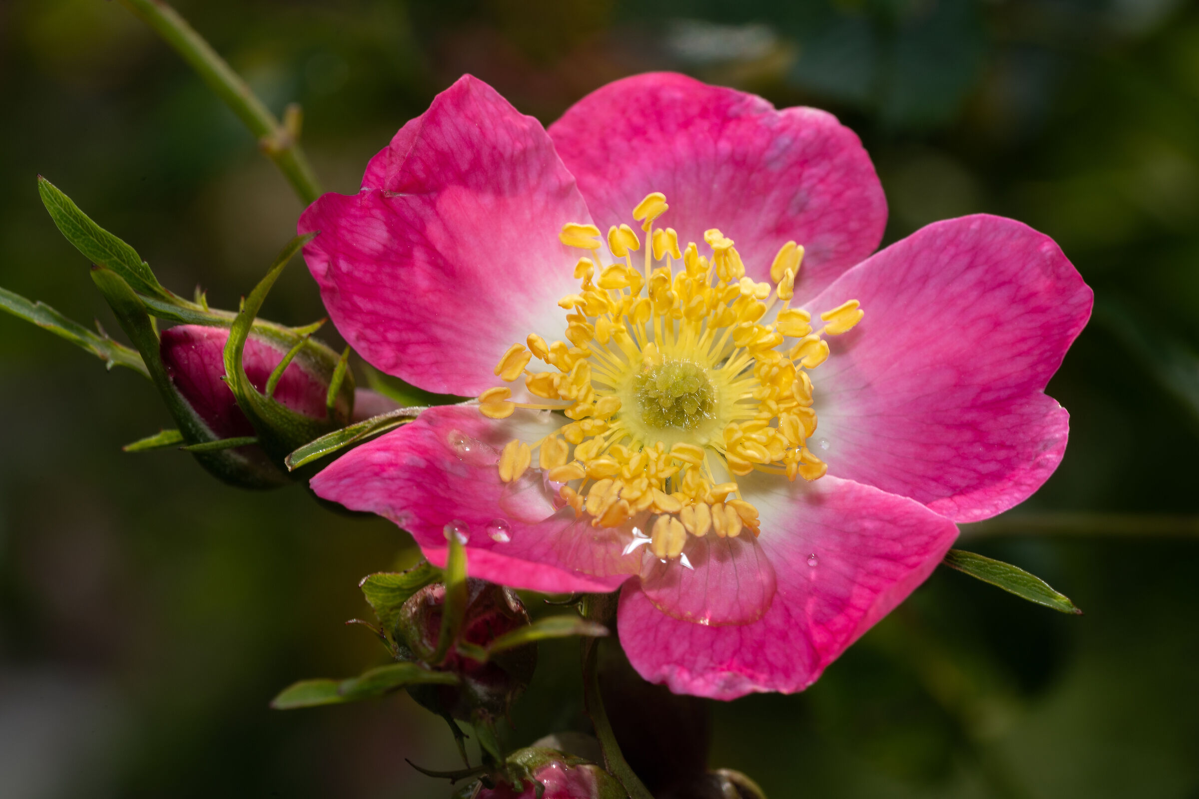 Rosa canina