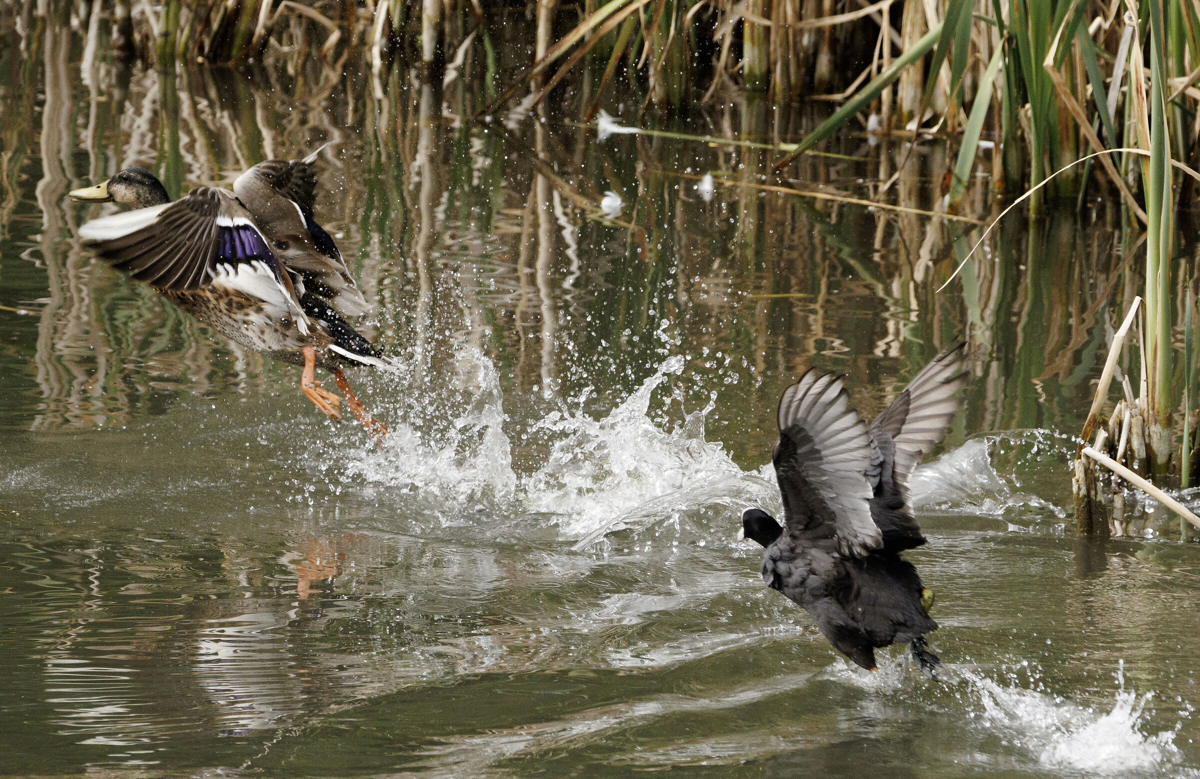 Folaga insegue Anatra M.Oasi Lipu Cesano M. MB 6/06/25