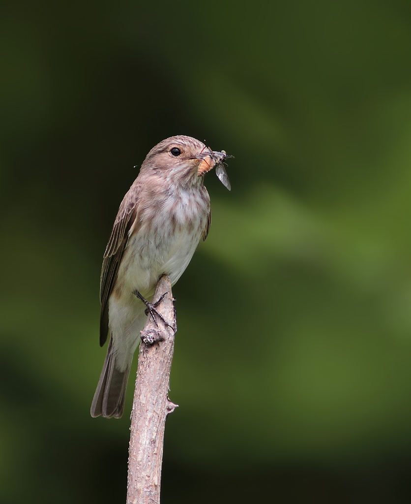 Flycatcher