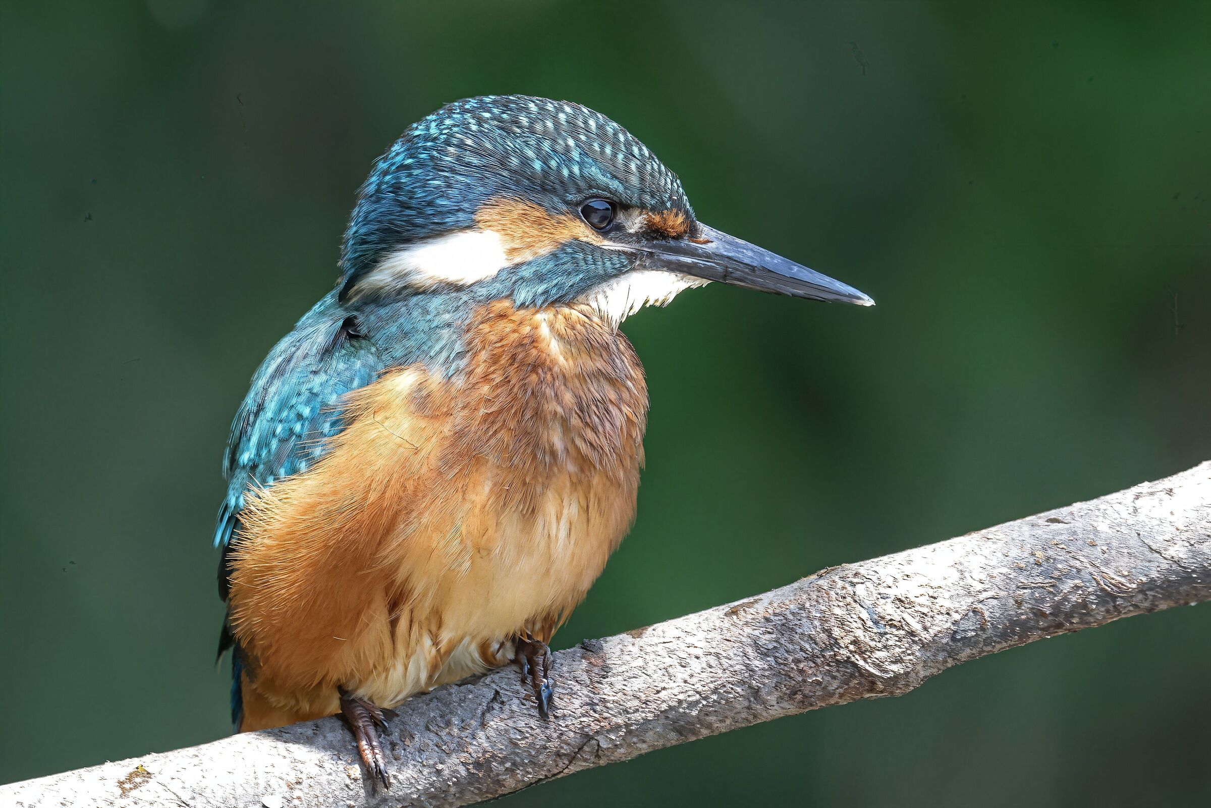 Kingfisher