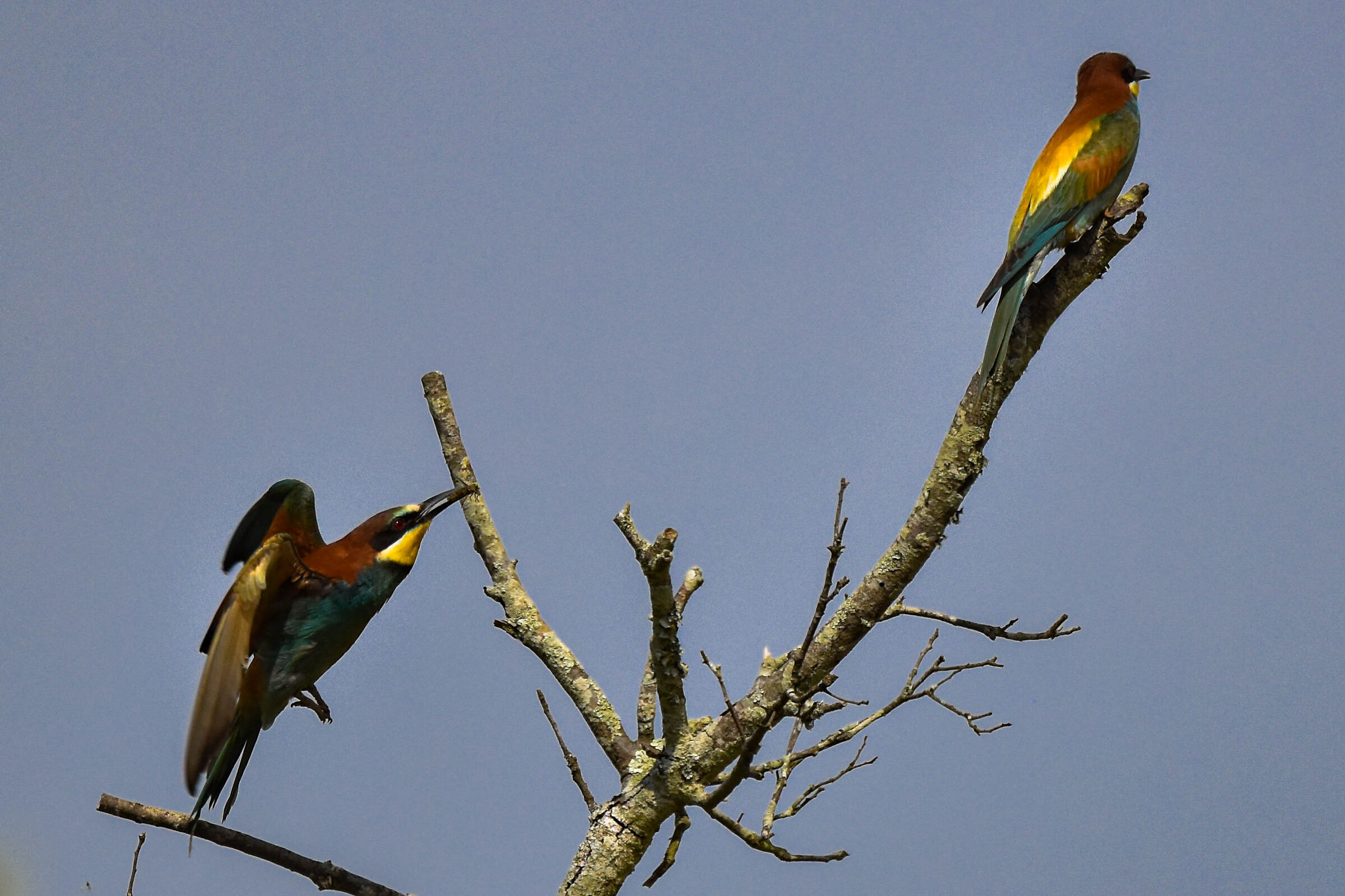 L'attesa del Gruccione