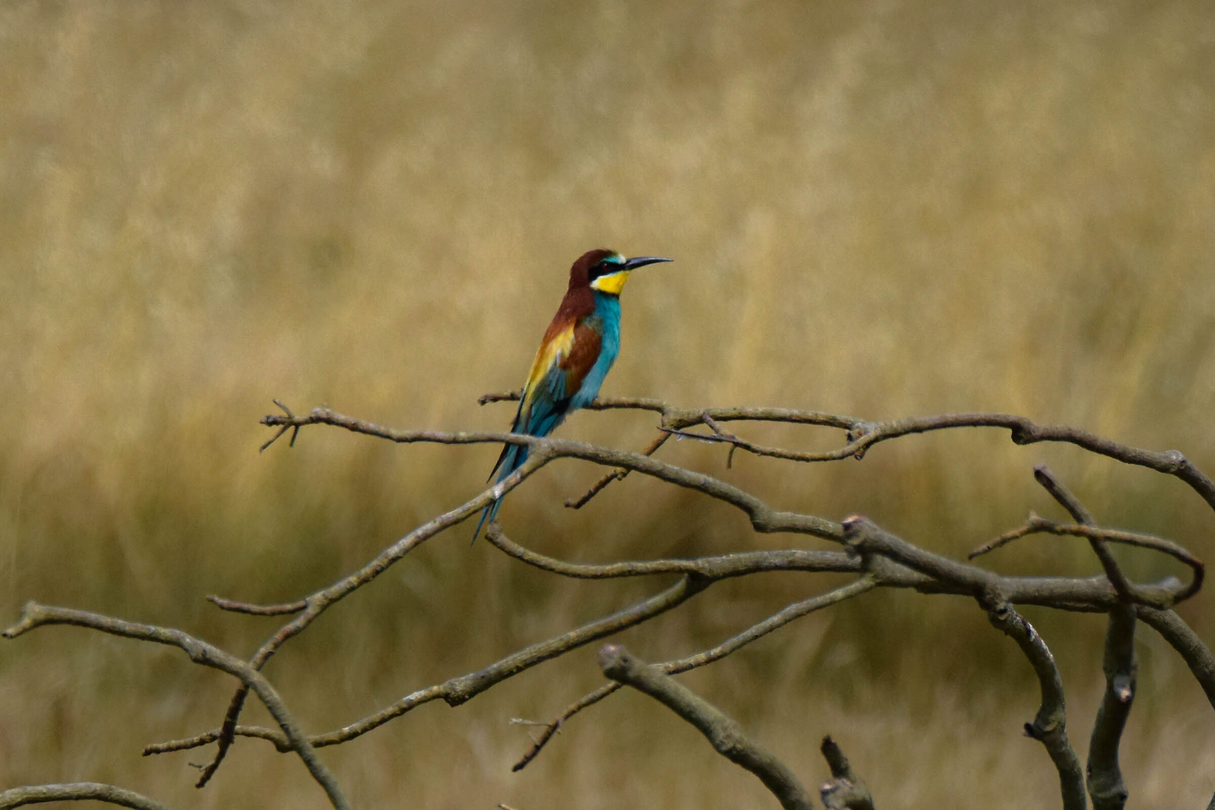 Gruccione di vedetta