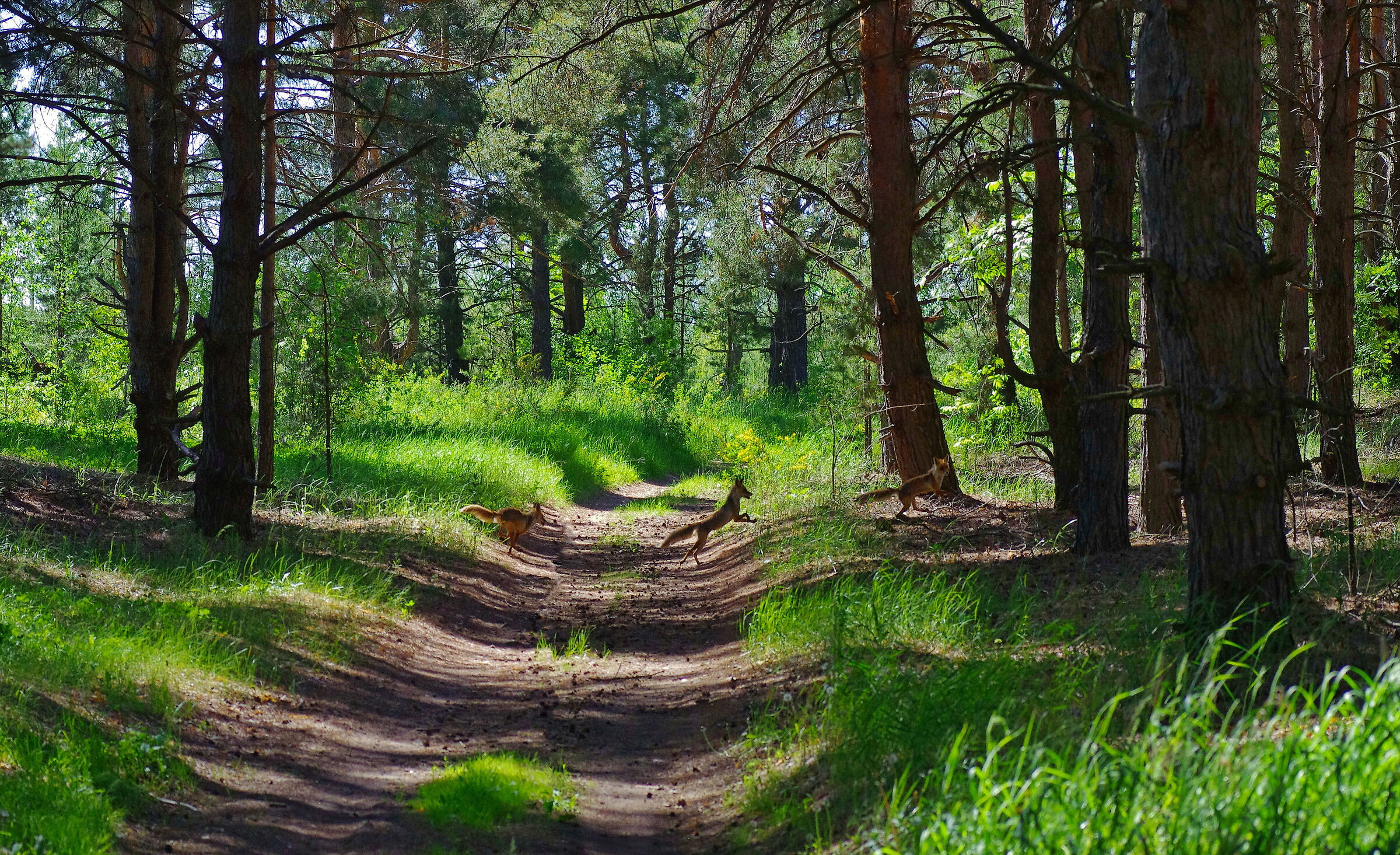 3 foxes run across the road ...