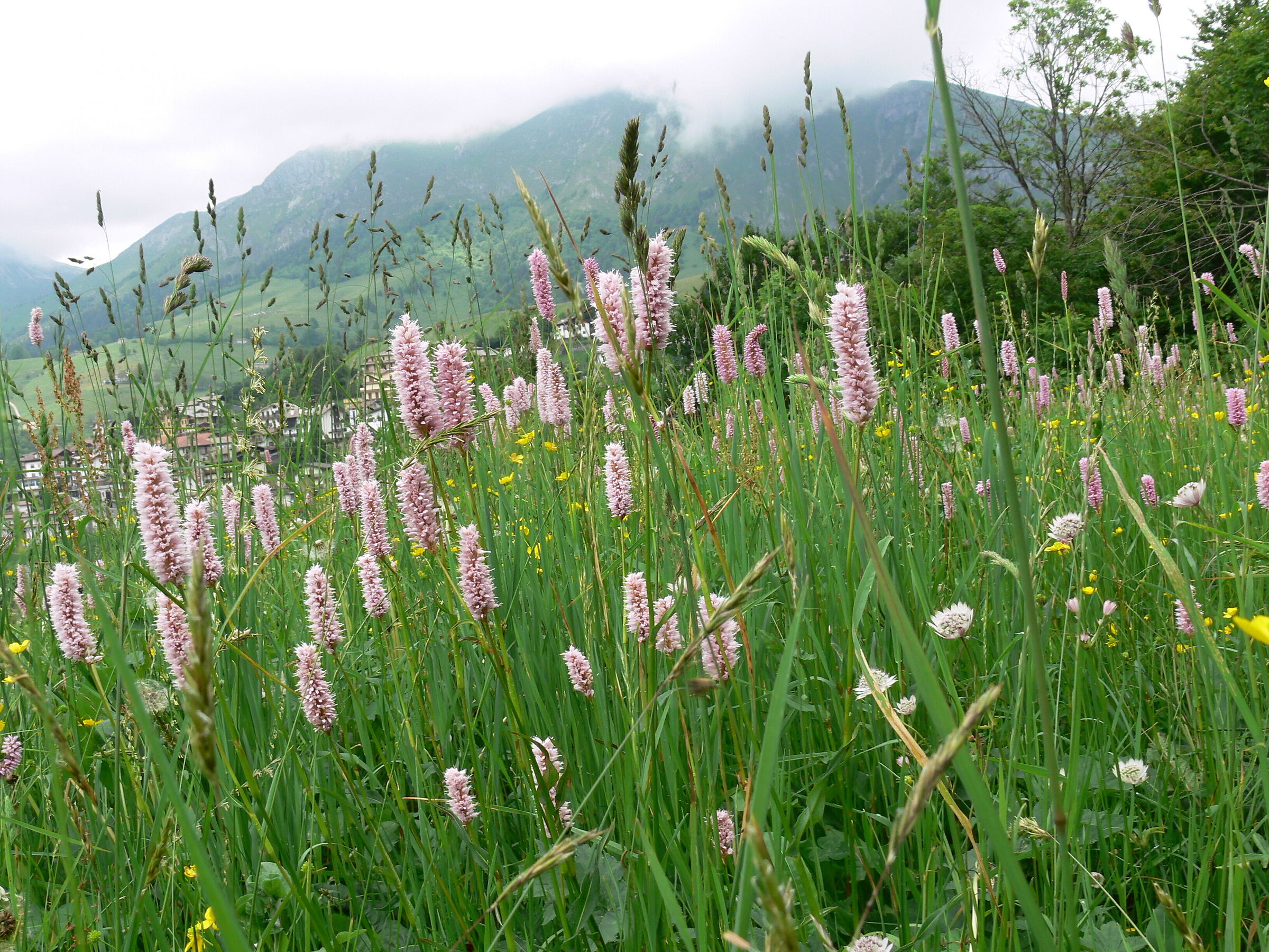 A sea of biscuits in the meadows