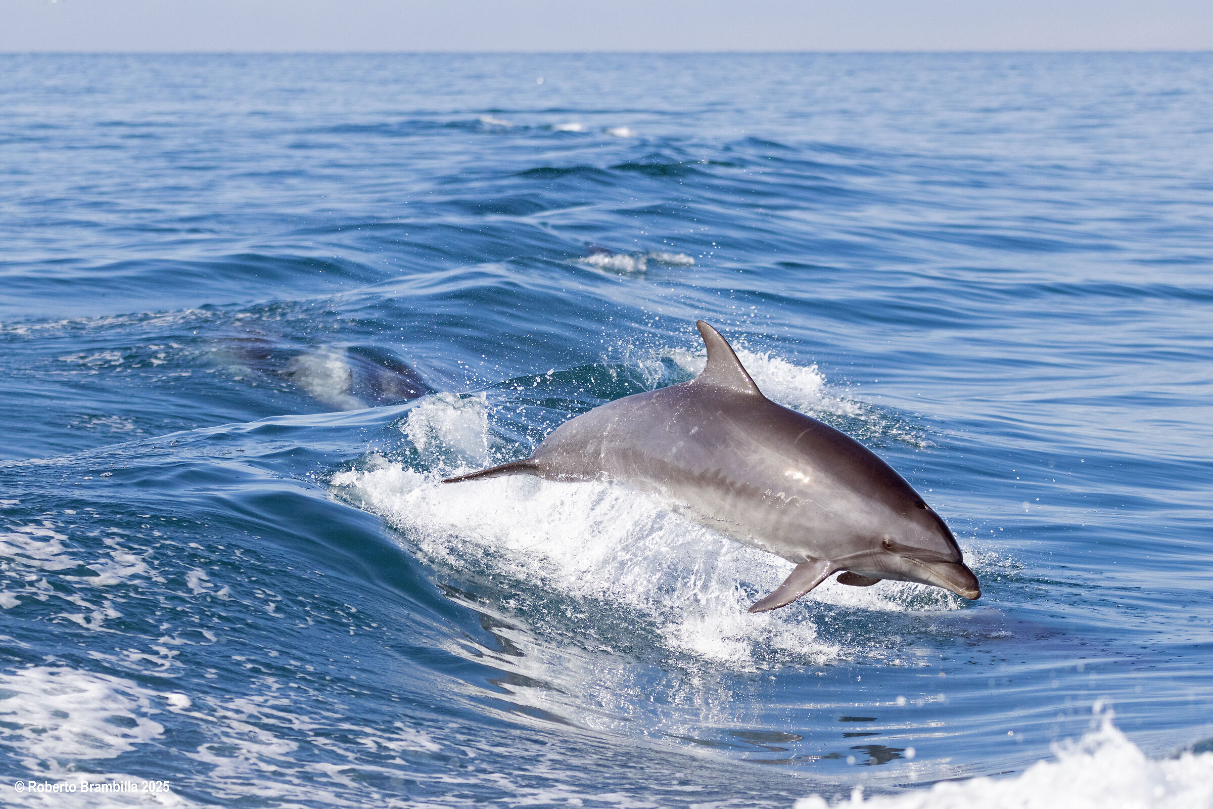 Bottlenose dolphin