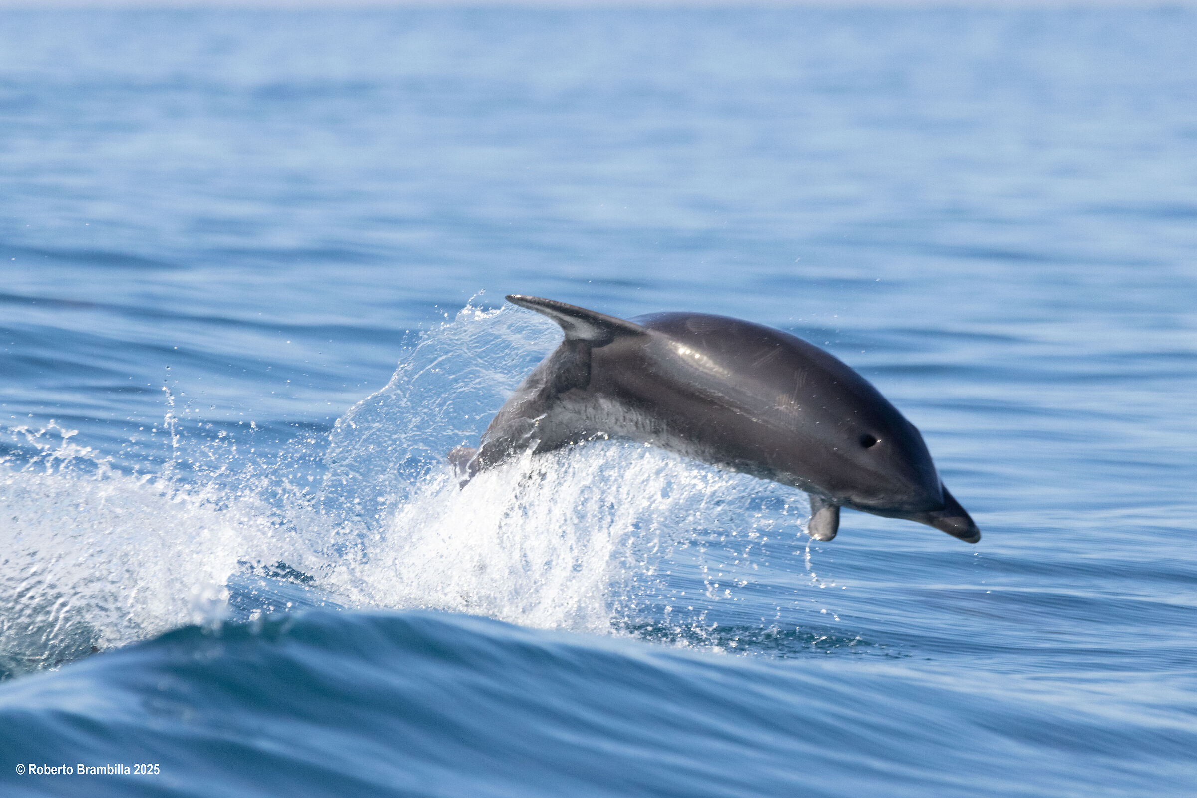Bottlenose dolphin
