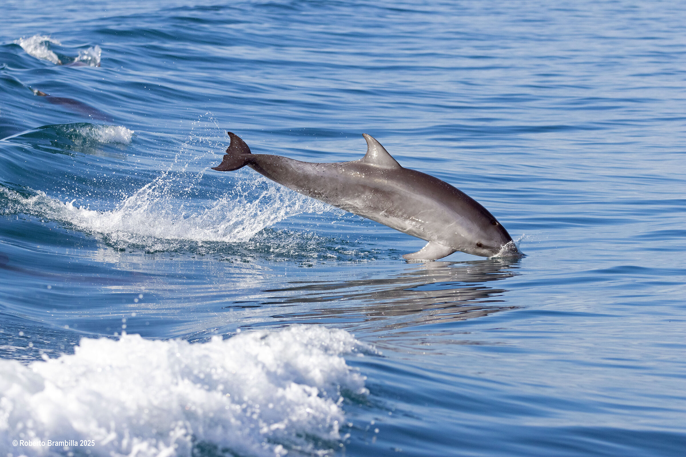 Bottlenose dolphin