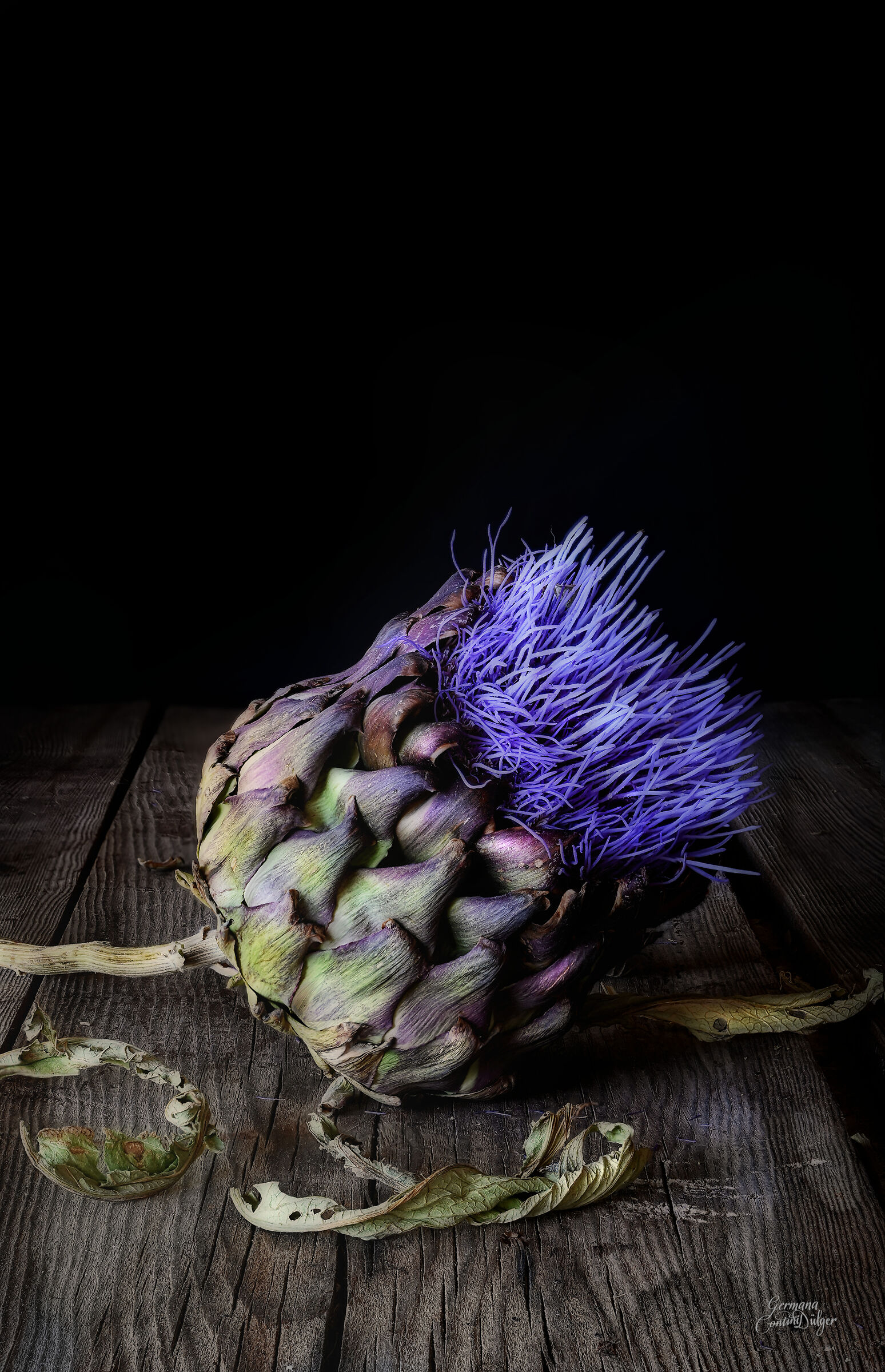 Il carciofo in fiore
