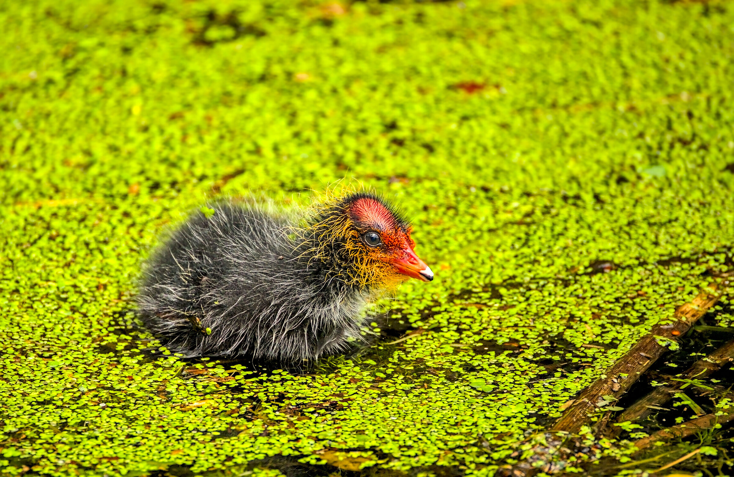Coot Pullet