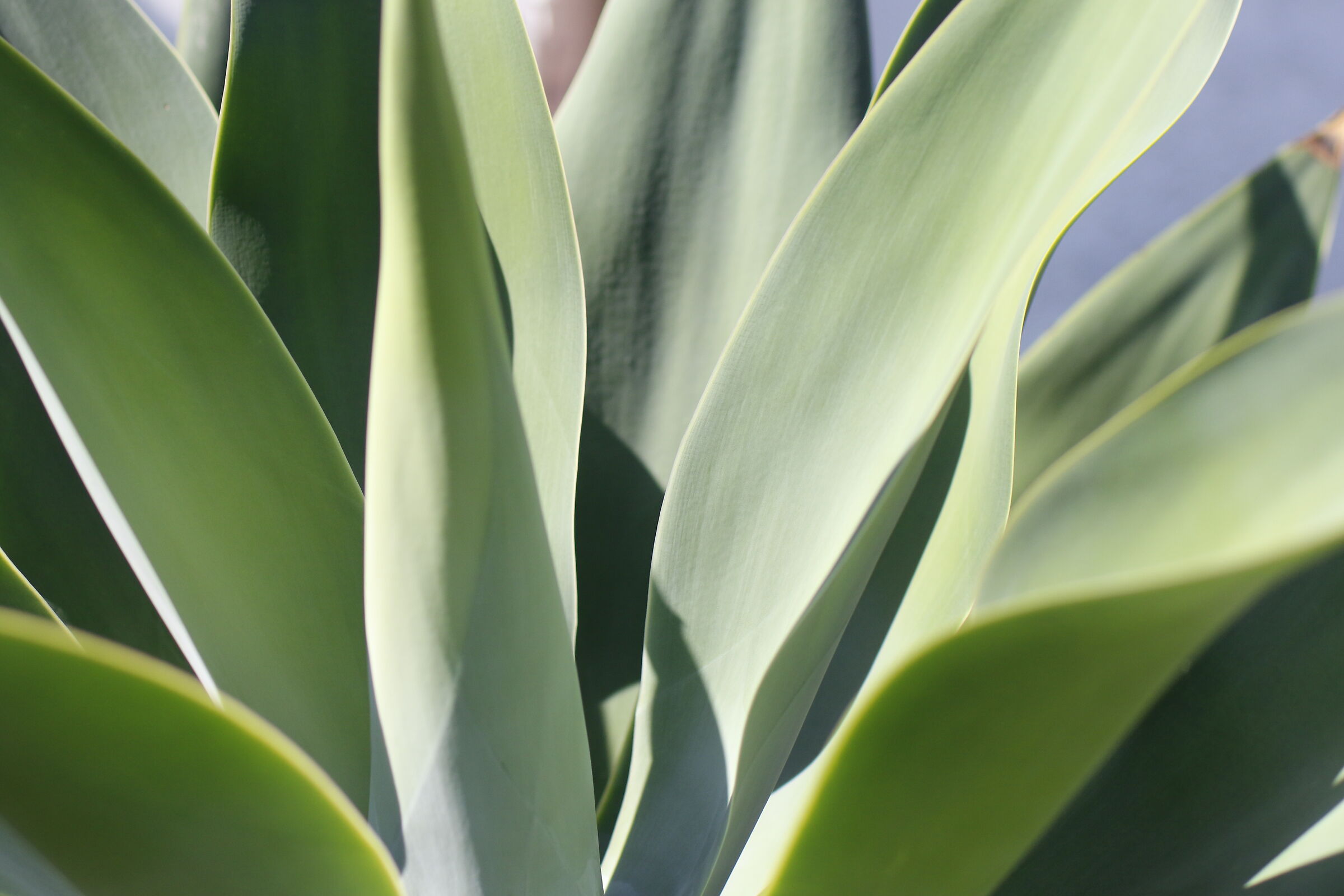 @ " F. 2.8, 1/ 8 Mila ", Milvus Z 50, 1.4- Canon 7...