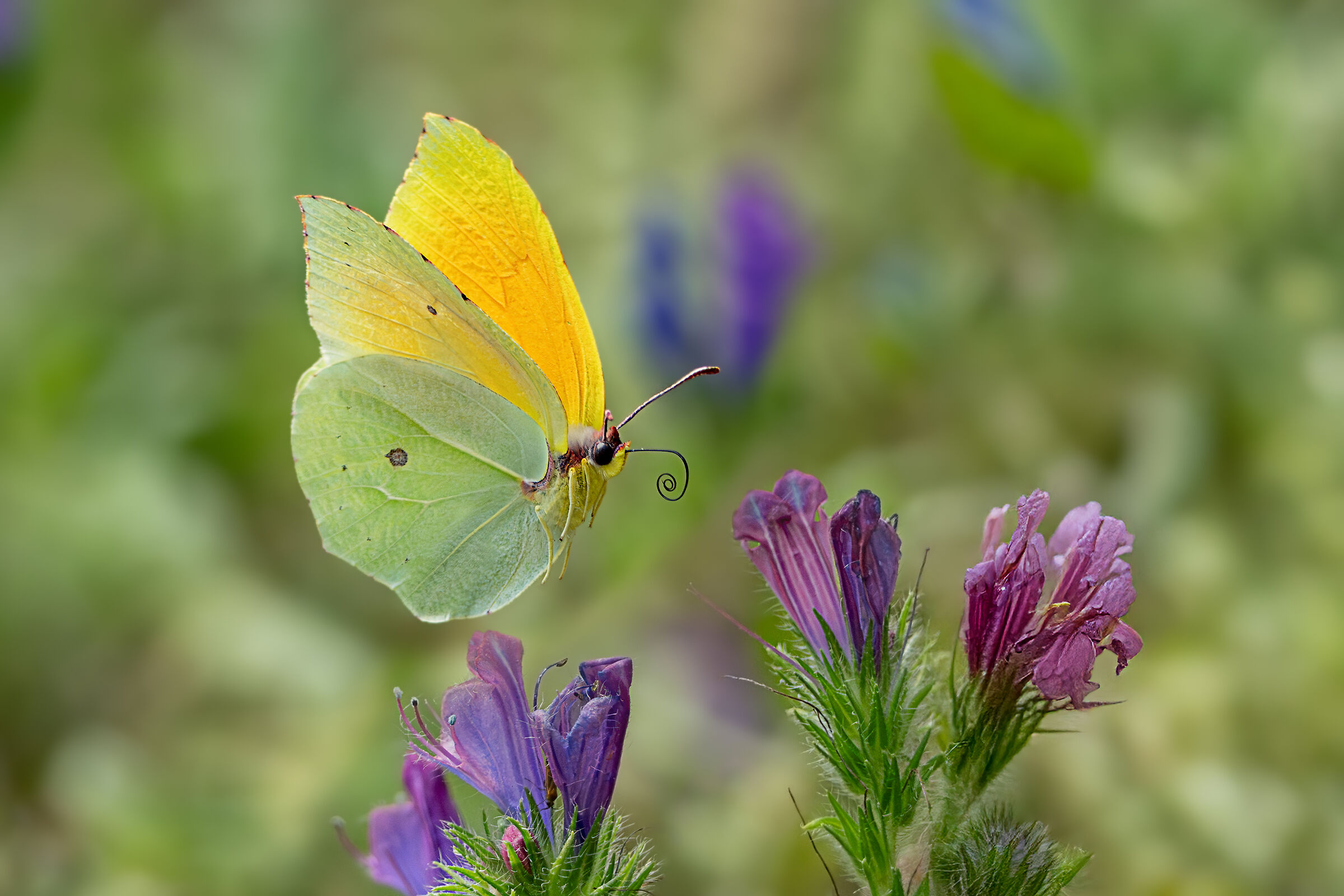 Gonepteryx cleopatra