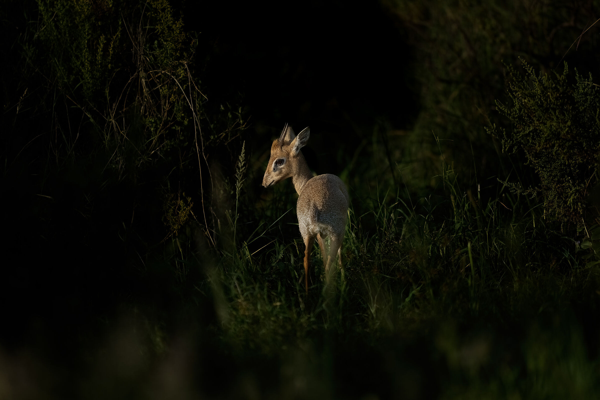dik dik