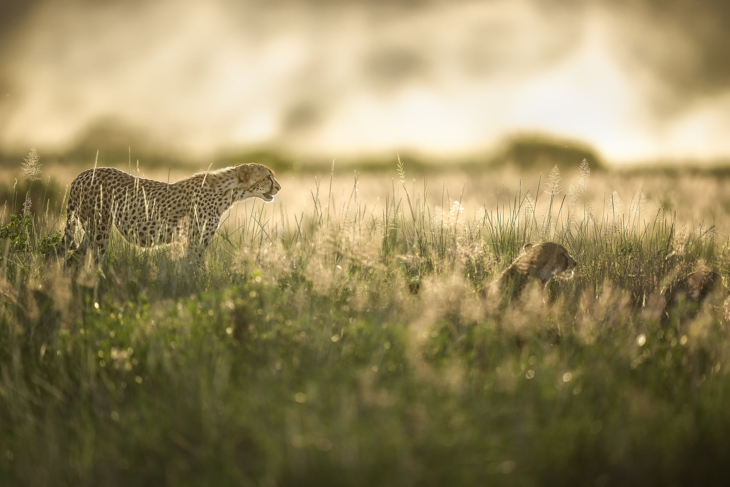 The cheetah Acinonyx jubatus