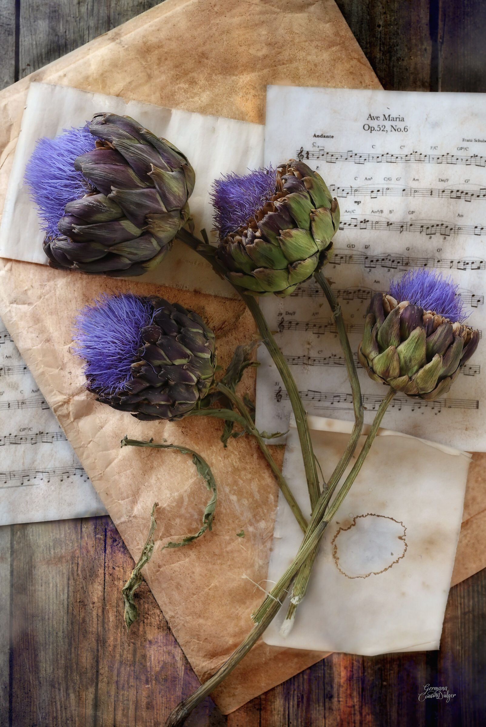 Romantic artichokes in bloom