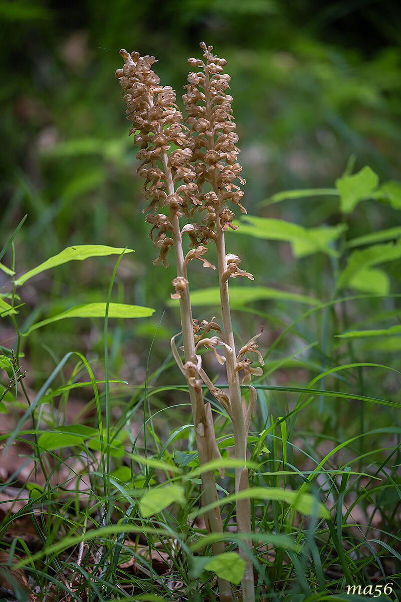 Orchidea Nido di Uccello