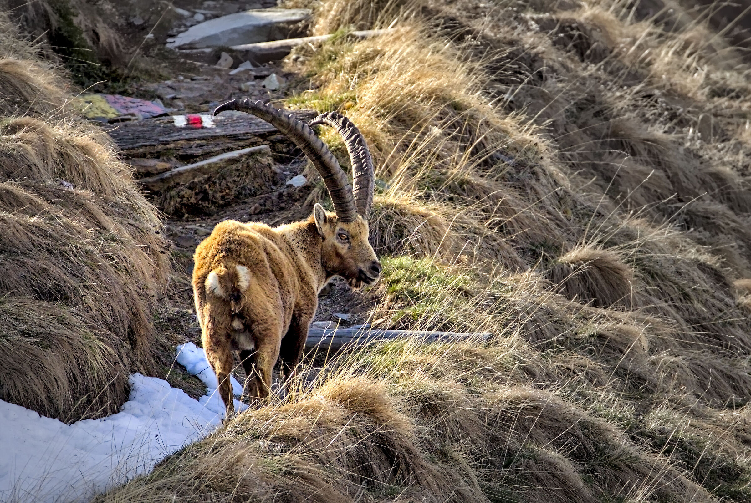 male ibex