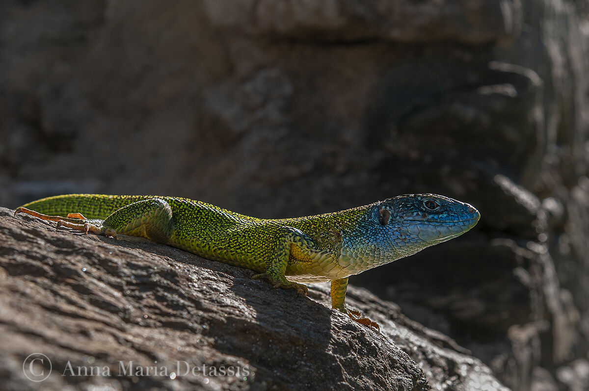 Ramarro (Lacerta viridis)