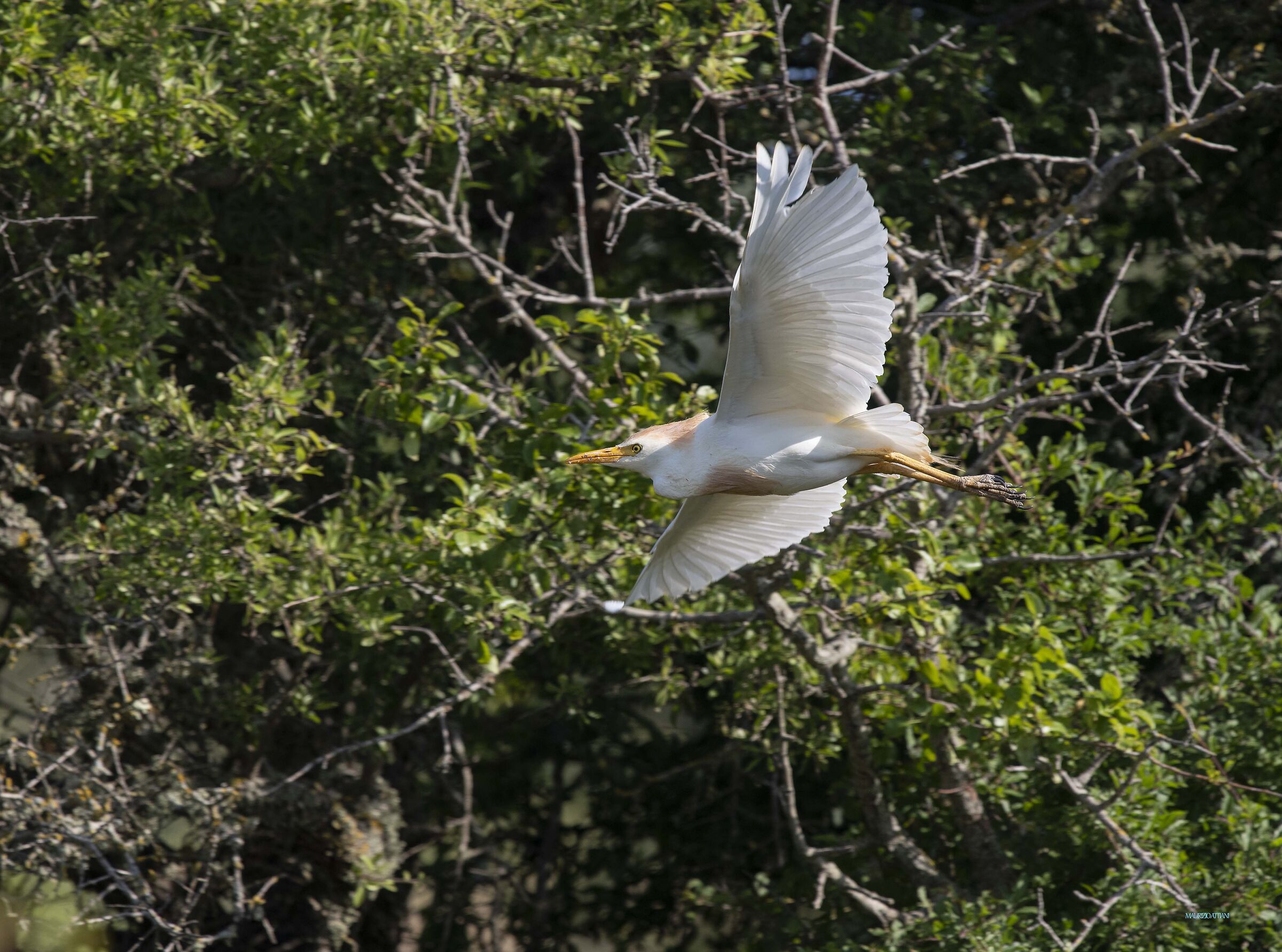 Cattle egret