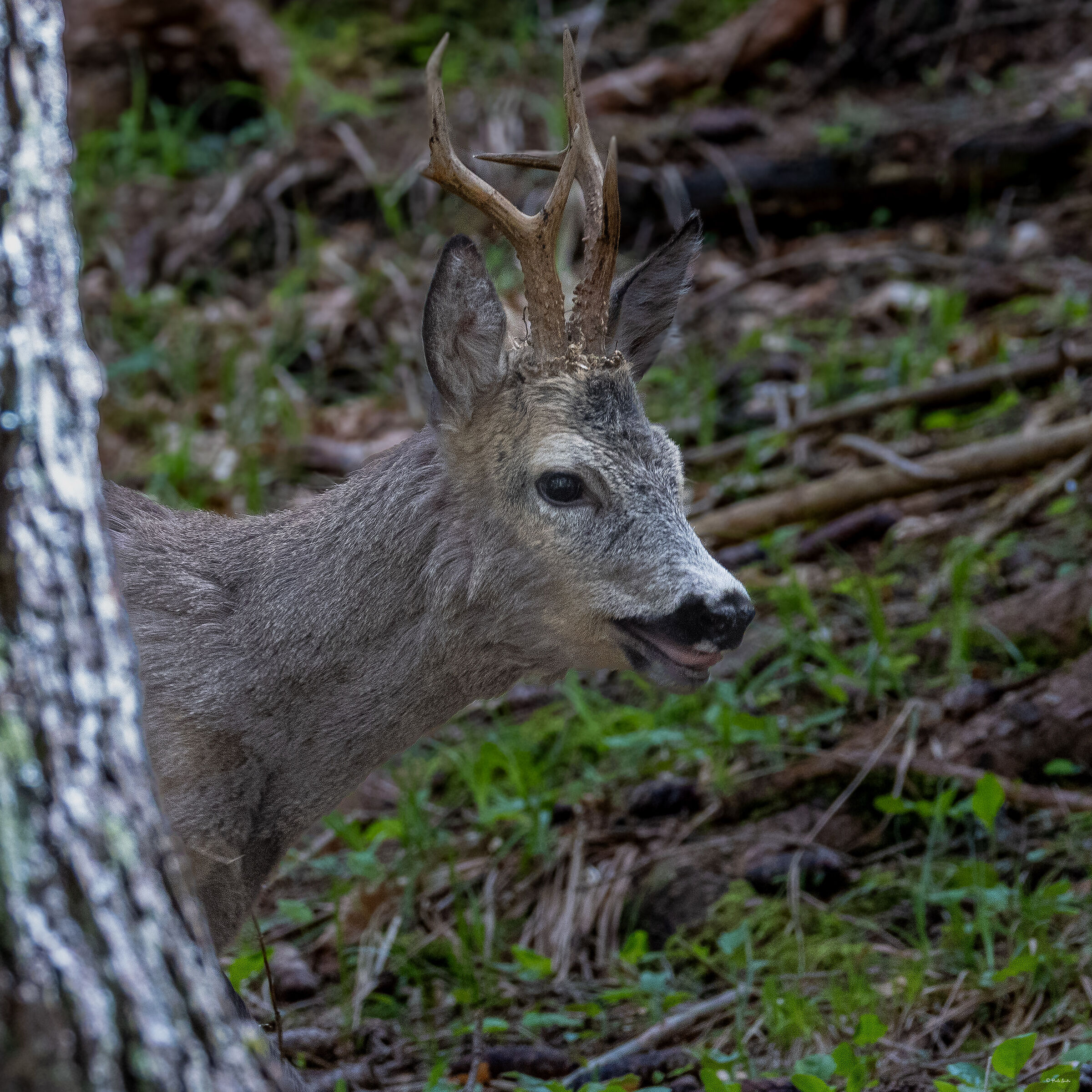 Roe deer in May