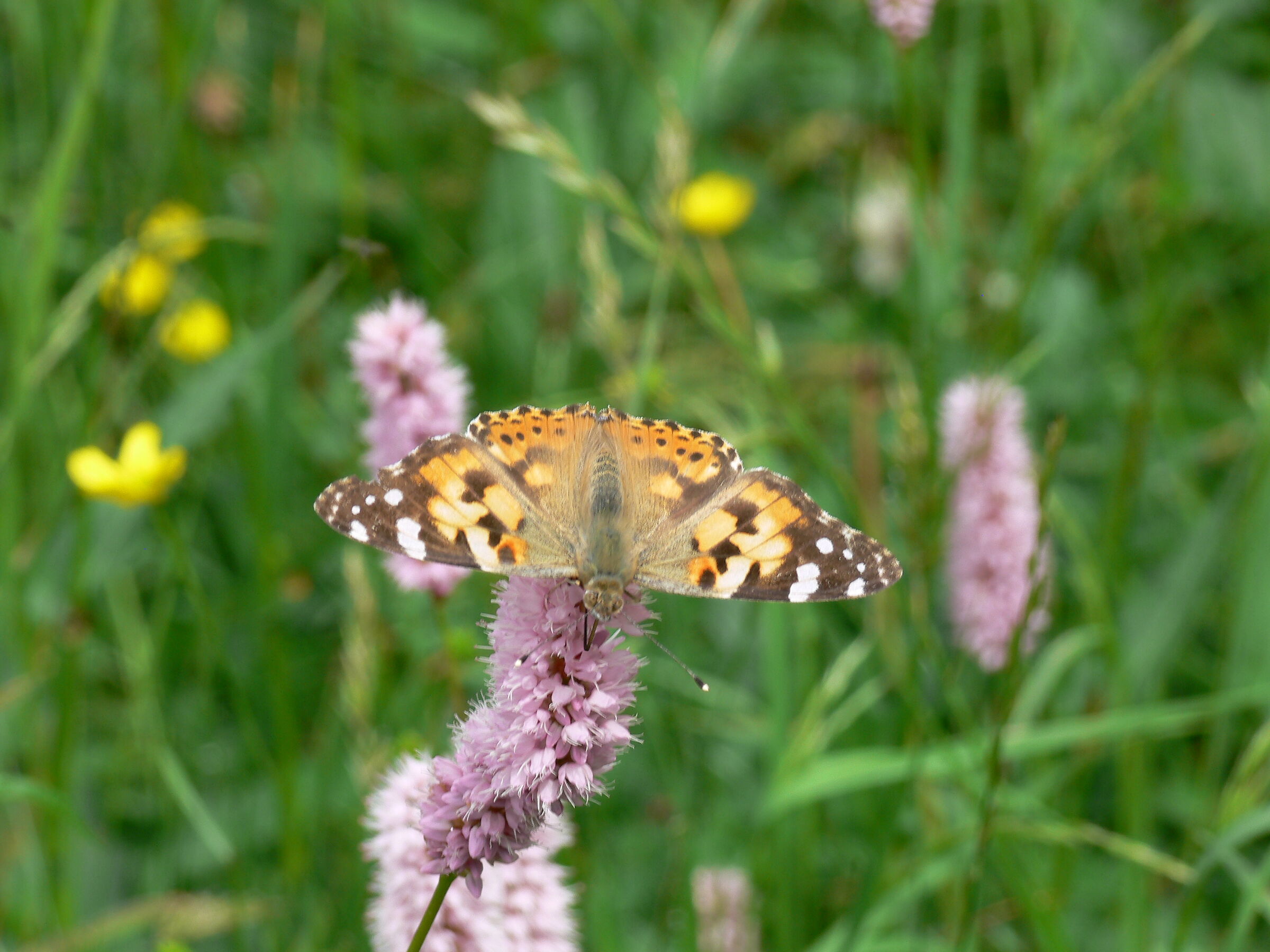 Butterfly on bistora