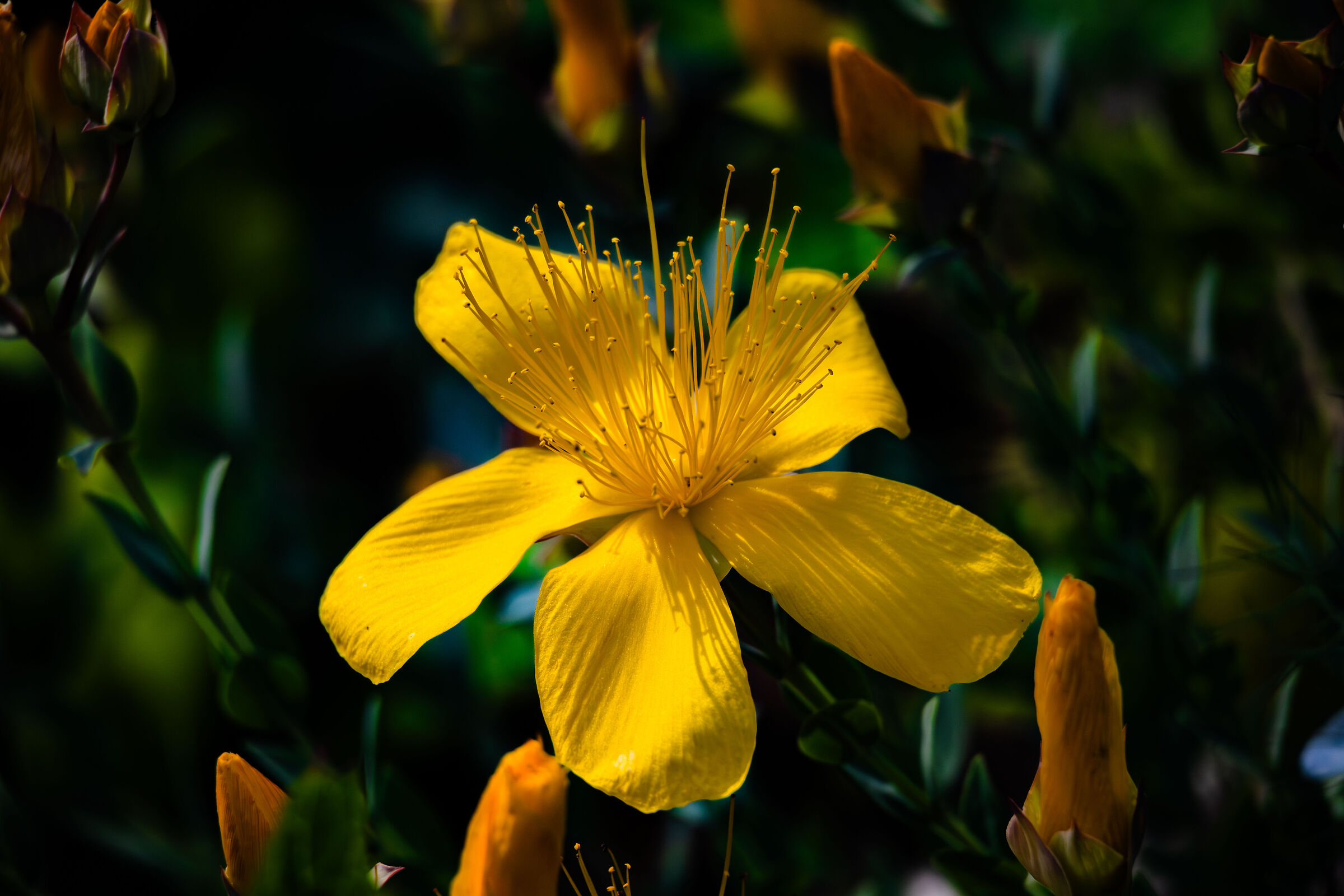 Hypericum