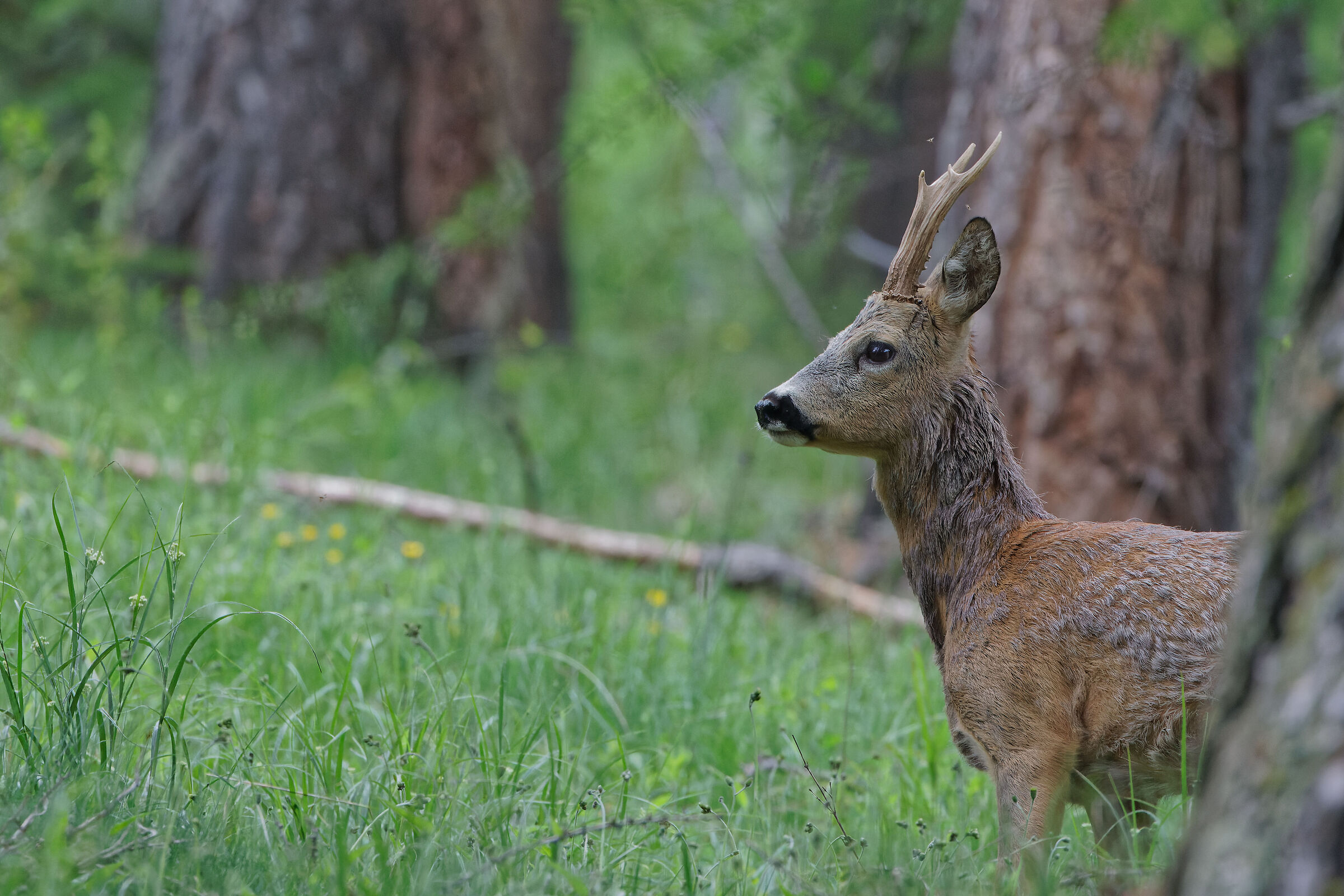 Crossroads in the woods
