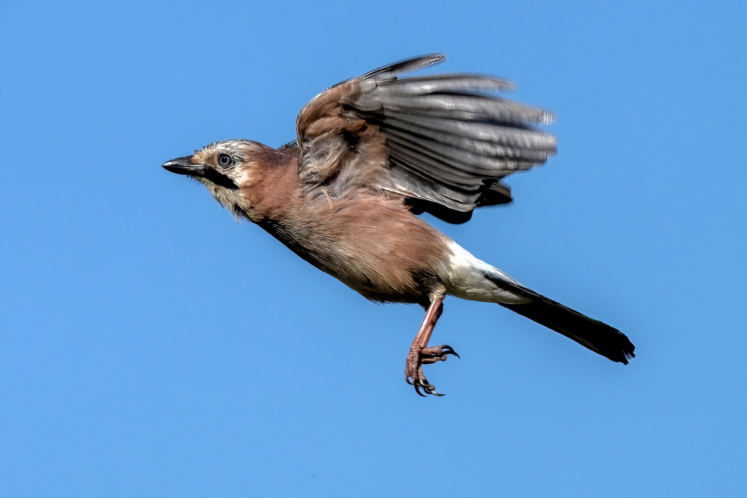 Jay (Garrulus glandarius)