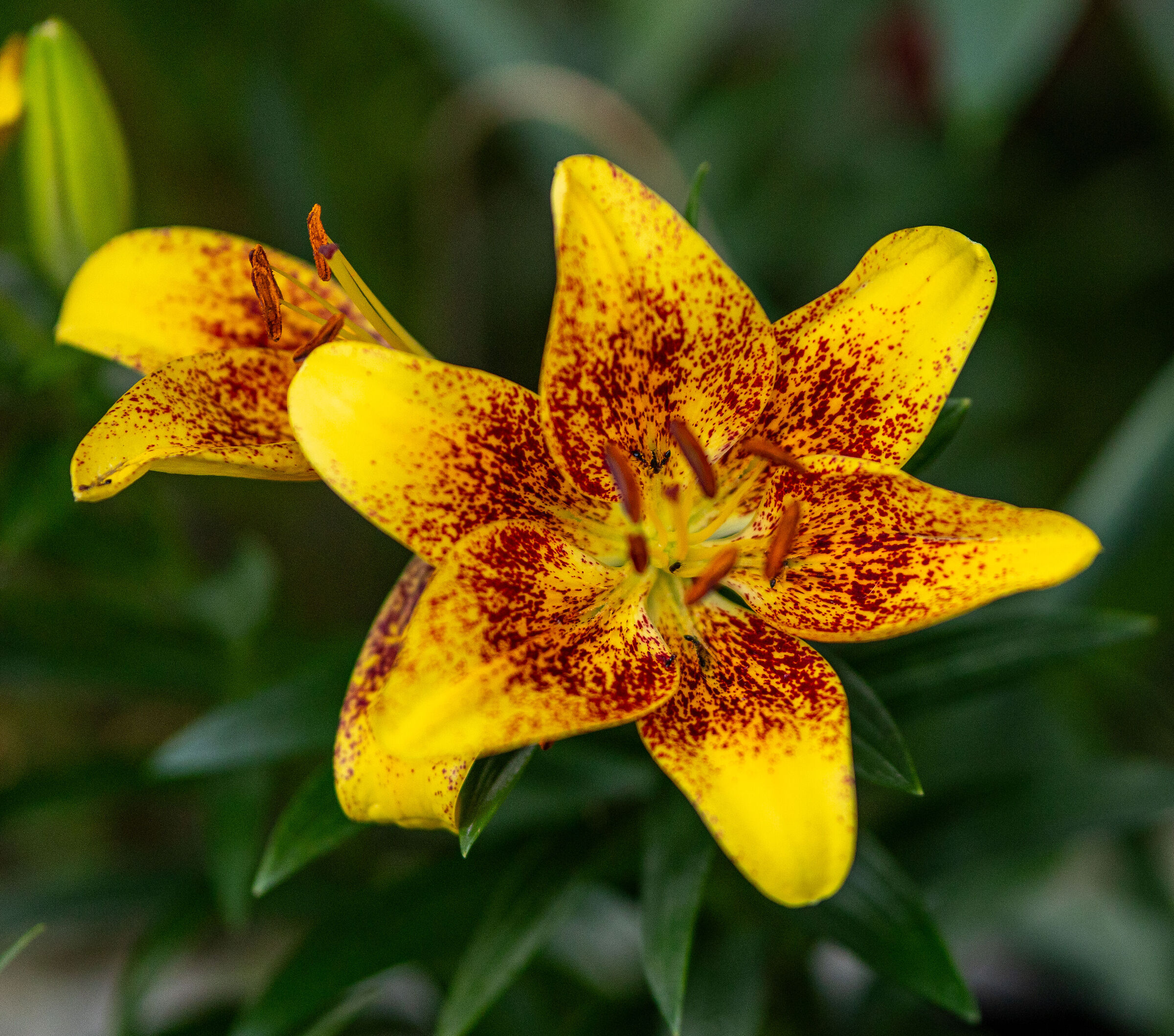 Un fiore può accarezzare il cuore