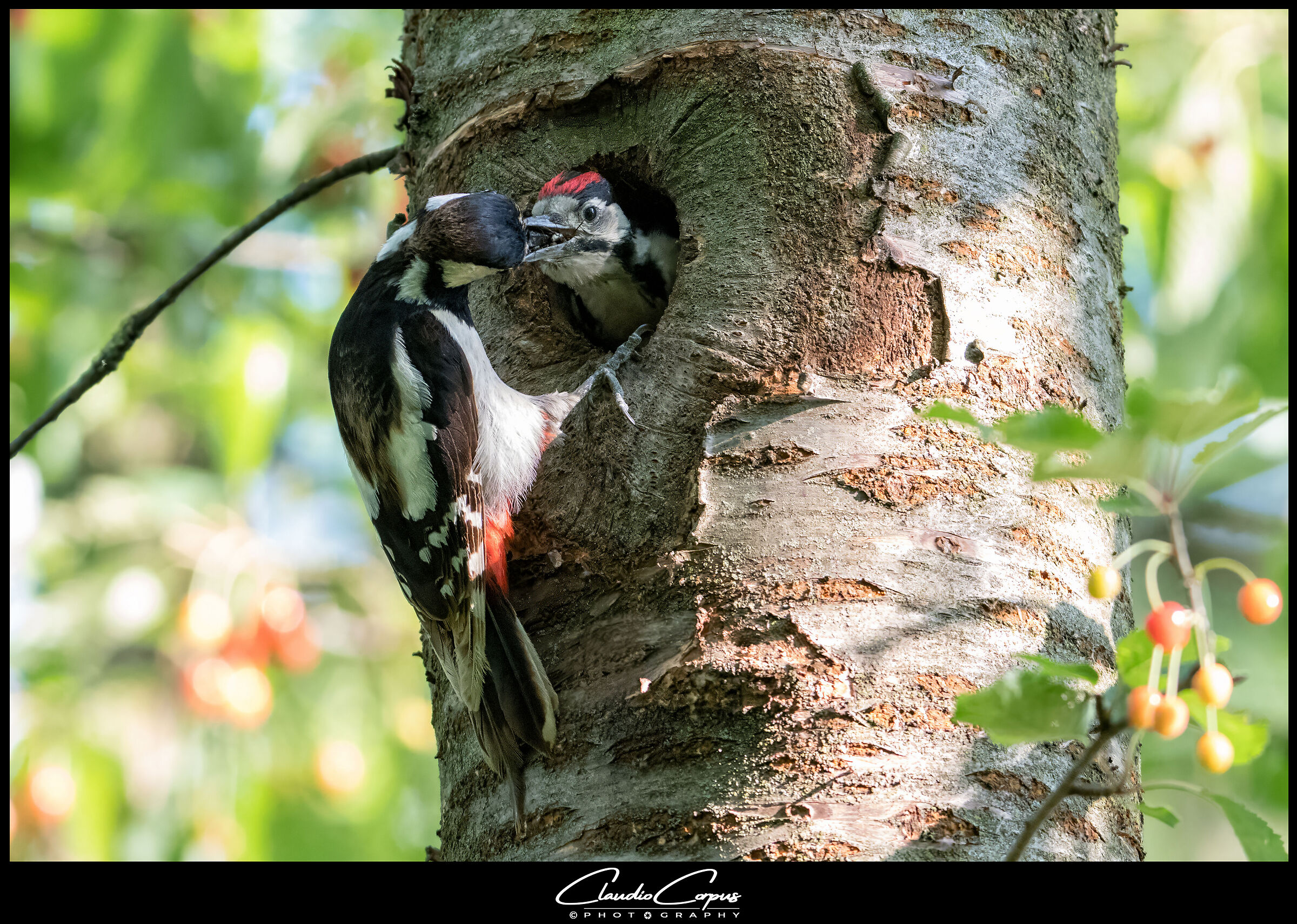 Dendrocopos major (Great Spotted Woodpecker)