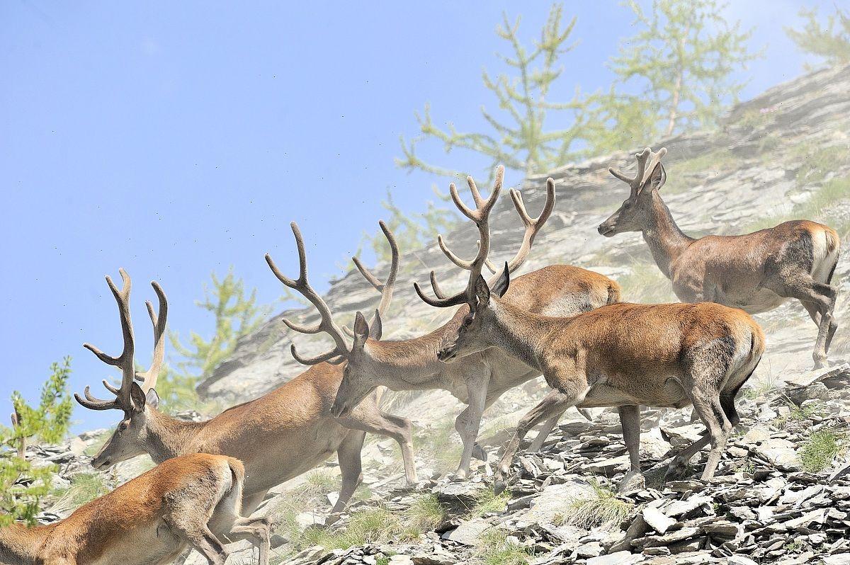 deer herd