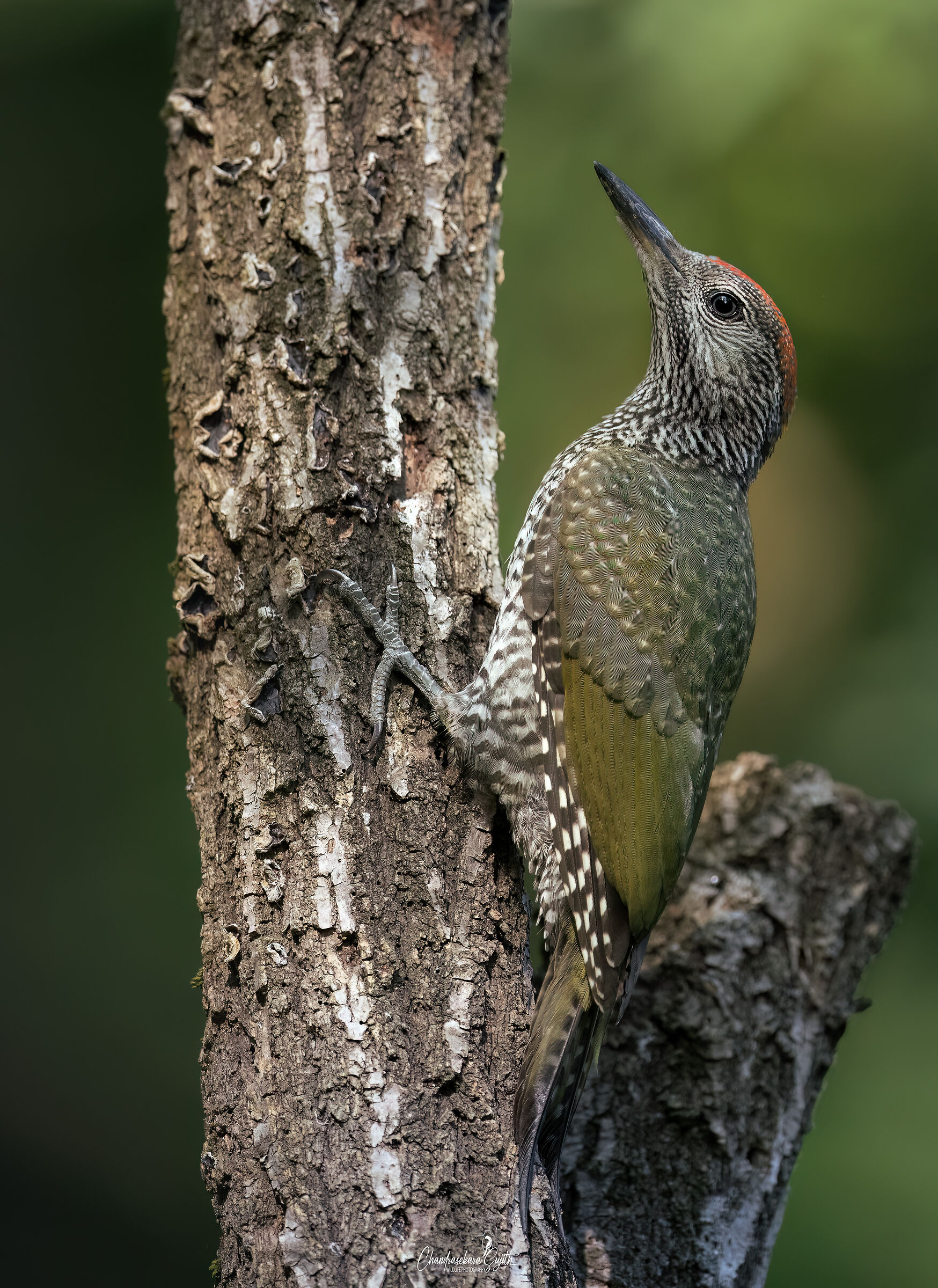Young green woodpecker
