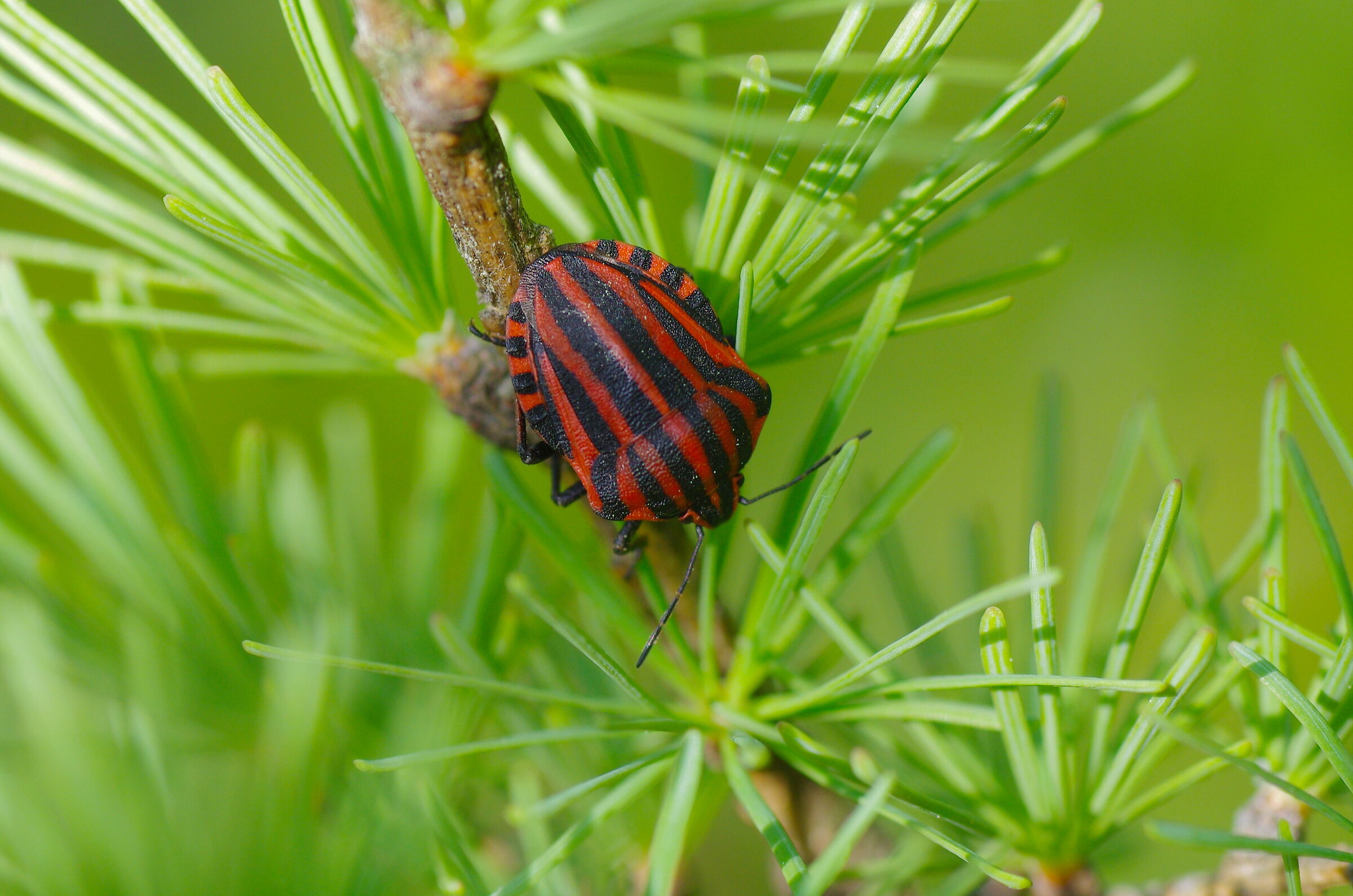 Graphosoma lineatum