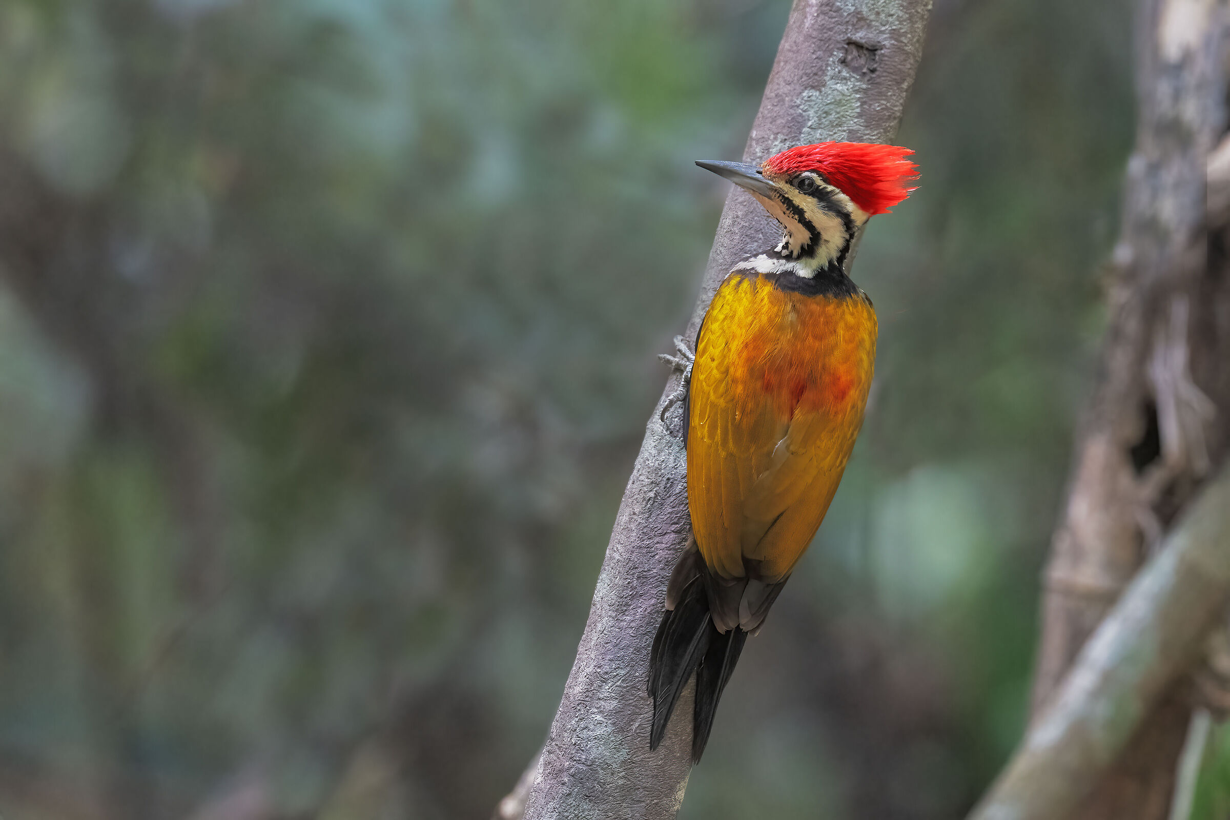 Flame-backed woodpecker