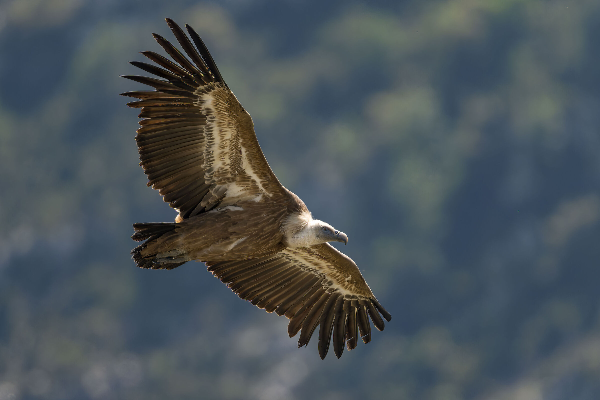 Griffon Vulture - Gorges du Verdon