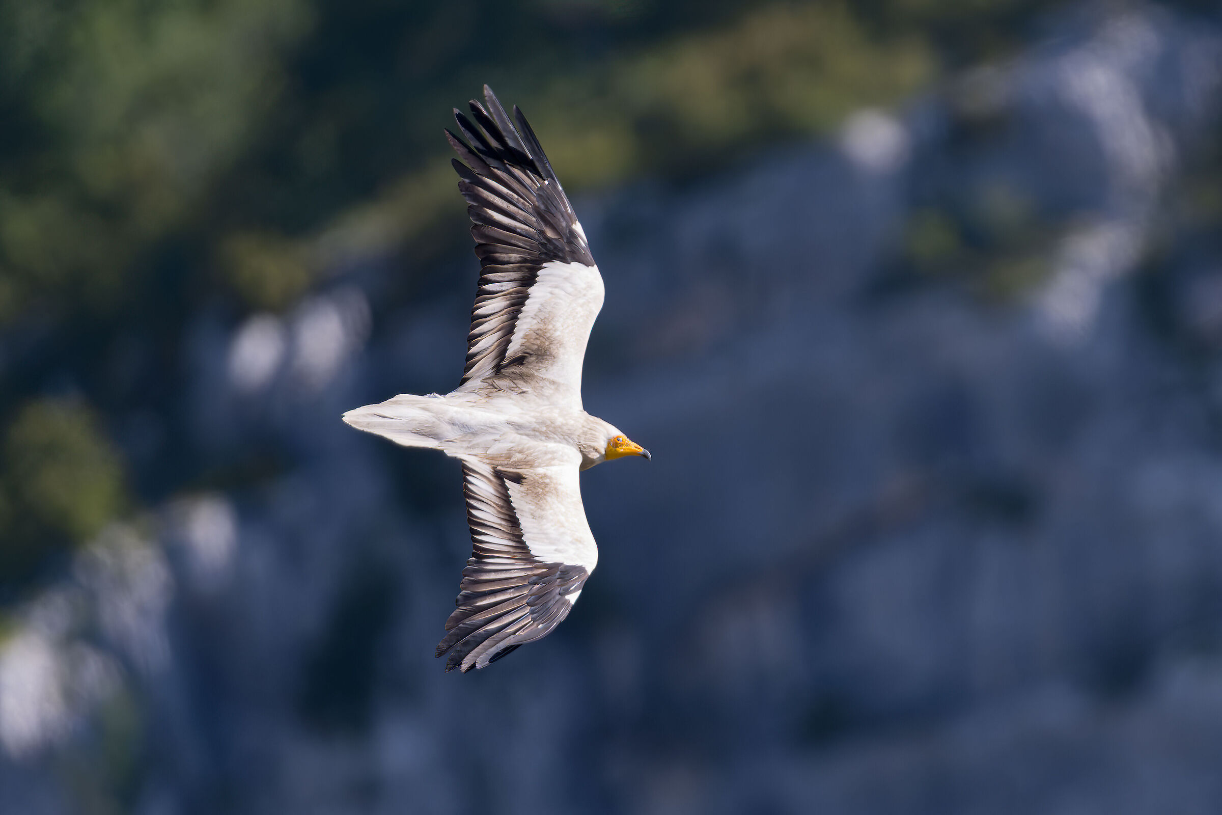 Egyptian vulture - Gorges du Verdon