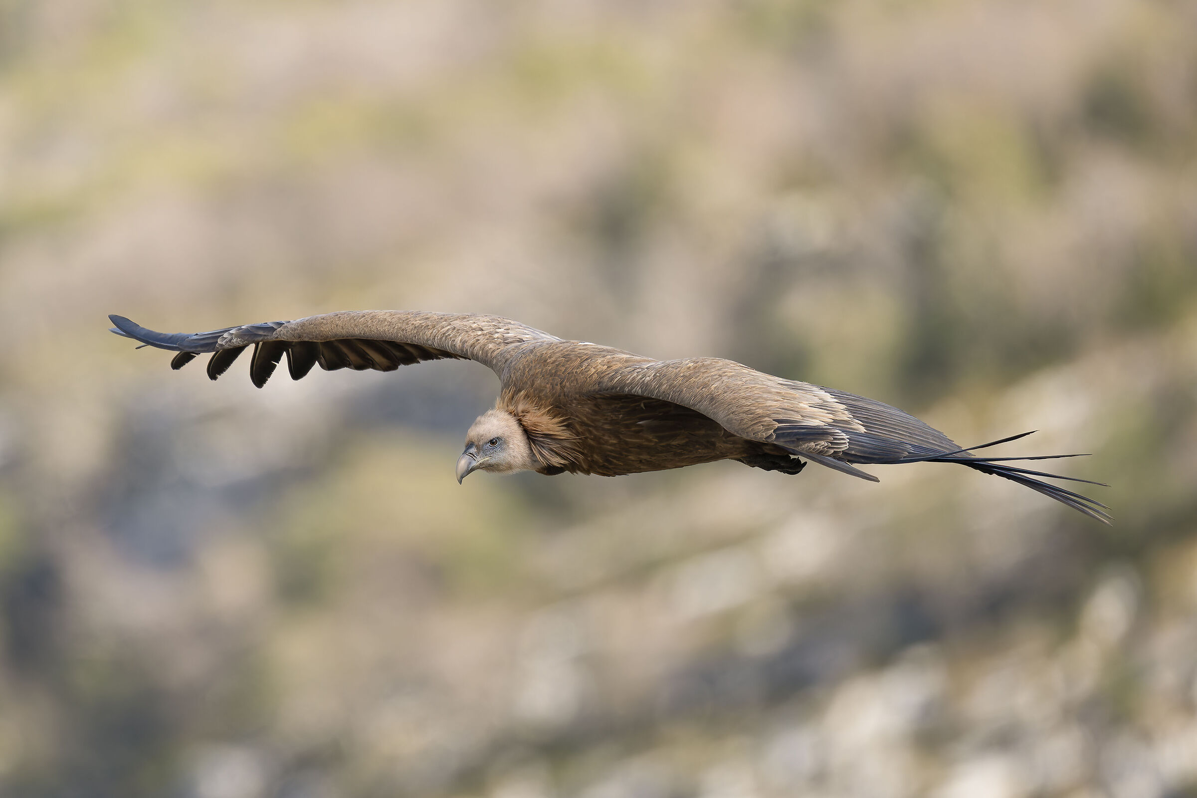 Griffon Vulture - Gorges du Verdon