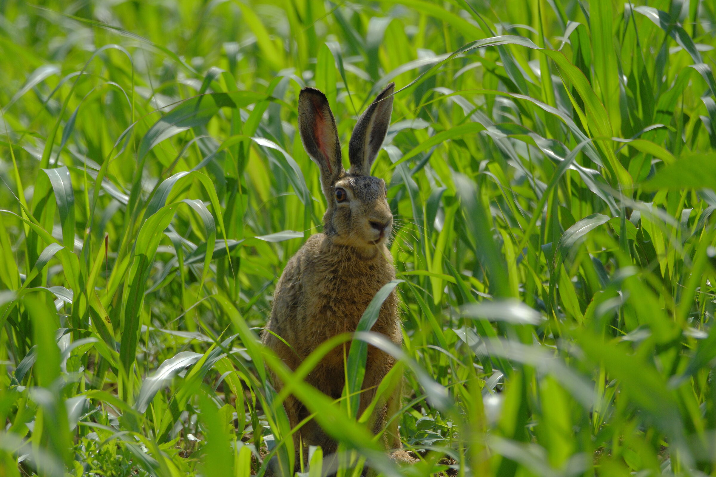lepre fuji xt5 e fuji 150-600 a 600 mm 1/1600 ISO 1000