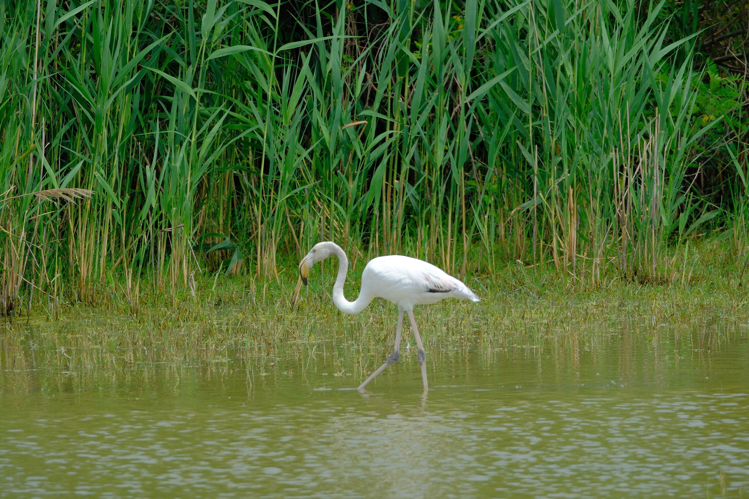 fenicottero xt5 e fuji 150-600 a 600 mm 1/800 ISO 640