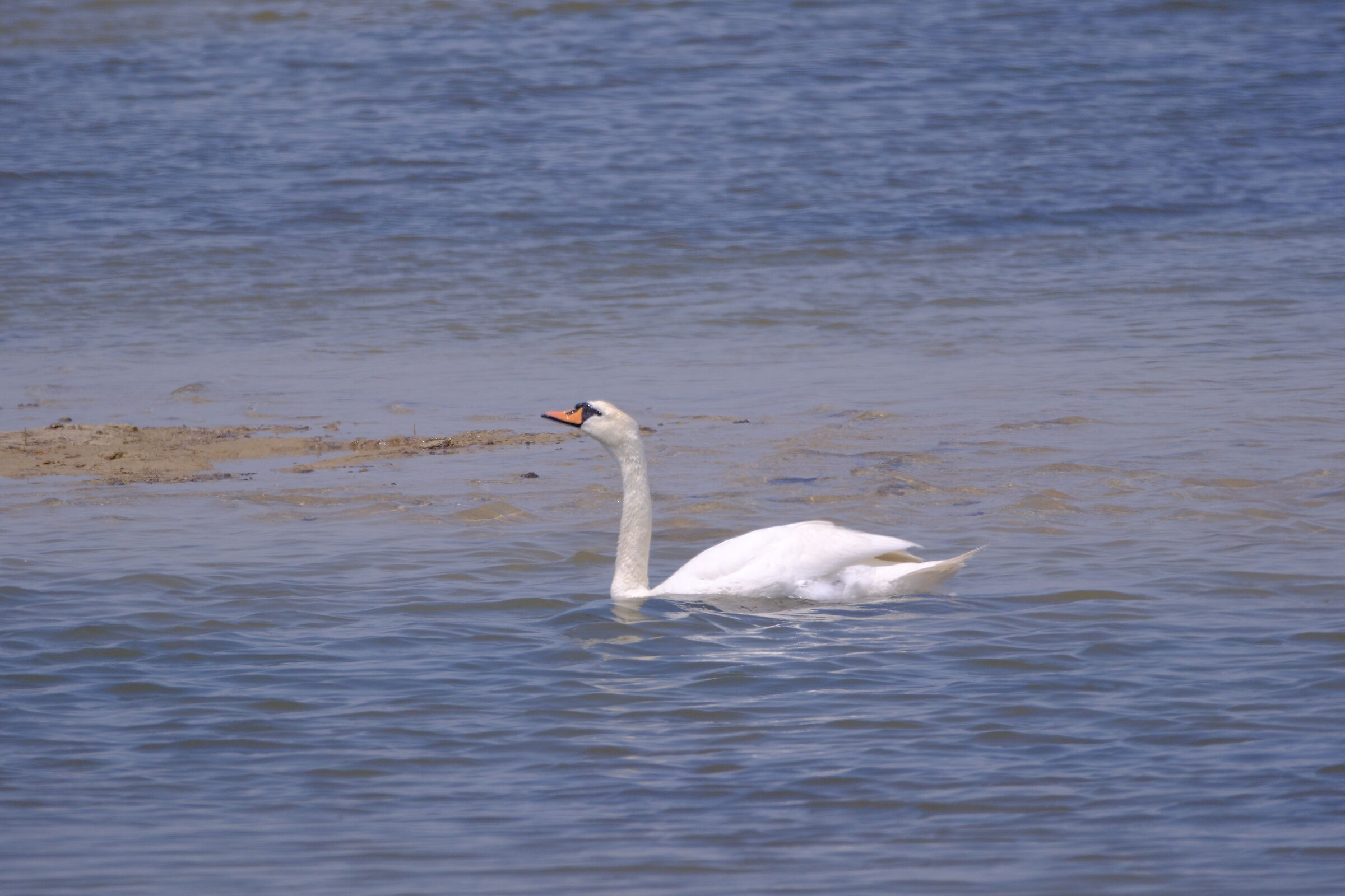 cigno fuji xt5 e fuji 150-600 a 600 mm 1/2000 ISO 640
