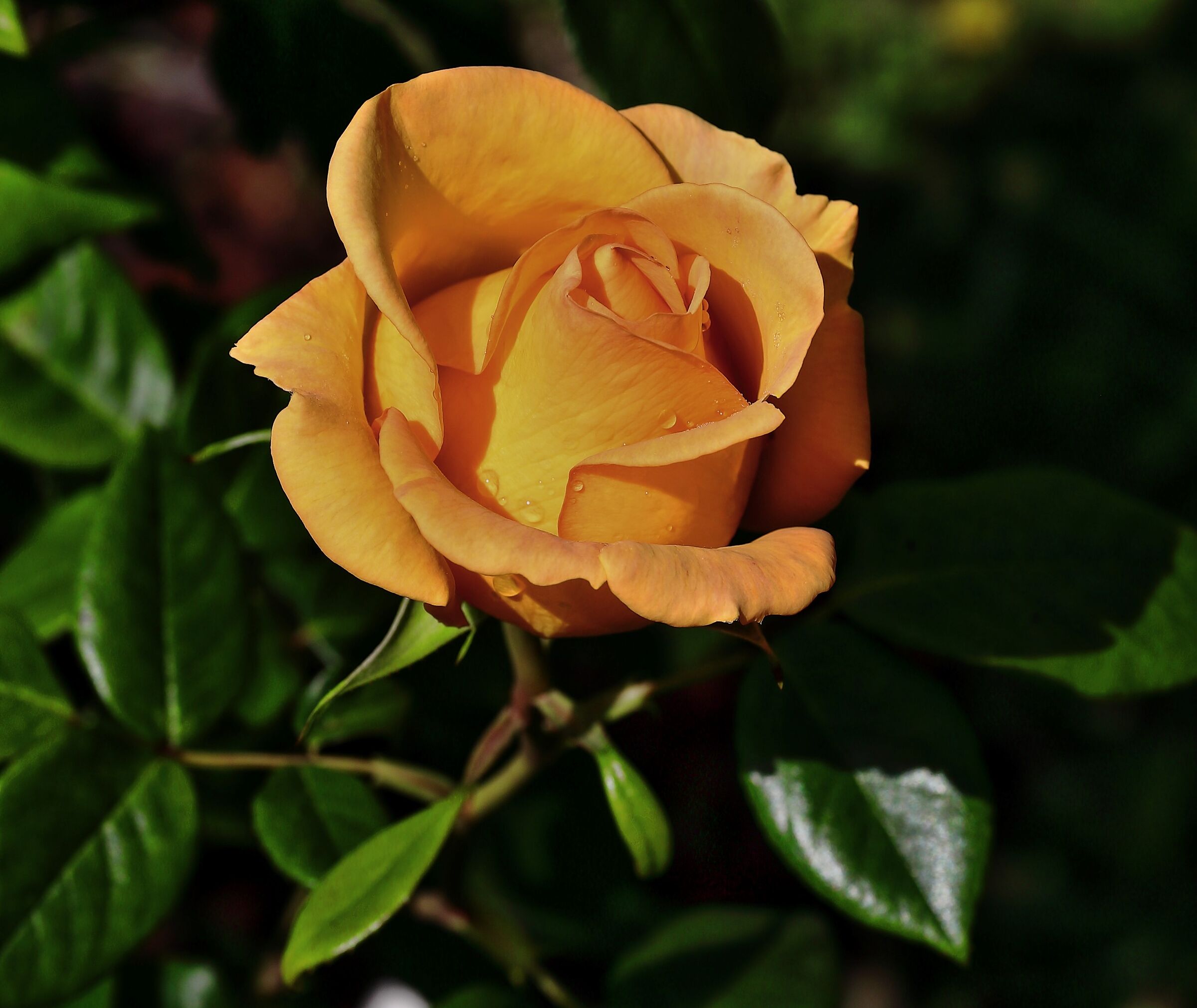 Yellow rose