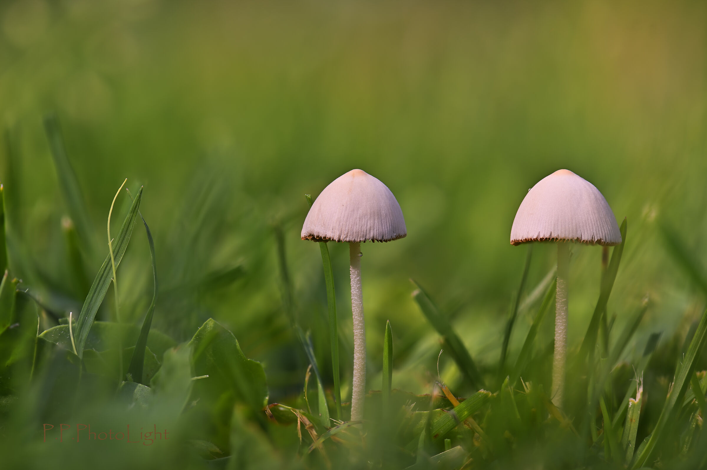 Funghetti inaspettati