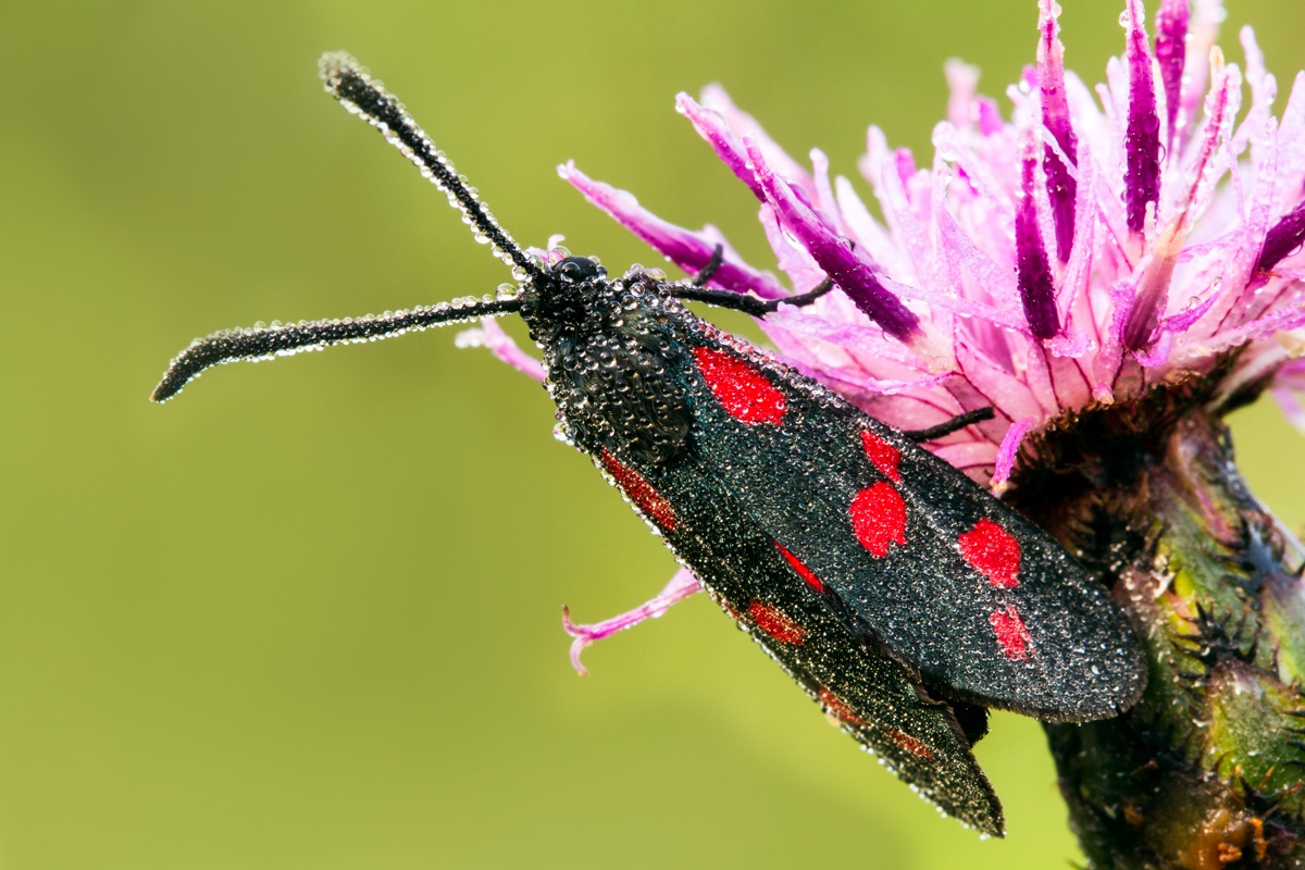 Zygaena