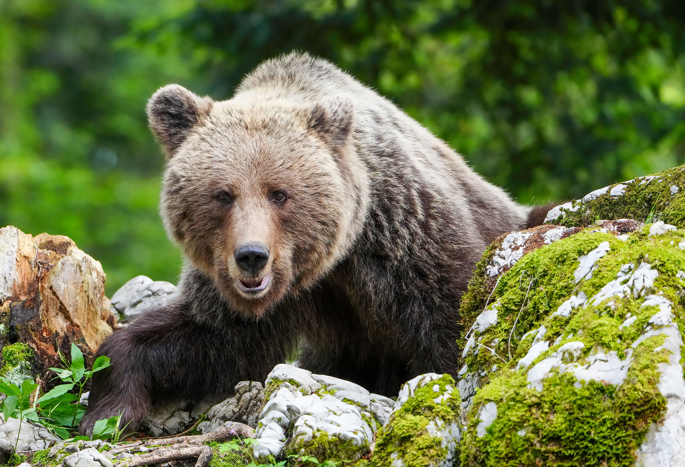 Brown bear